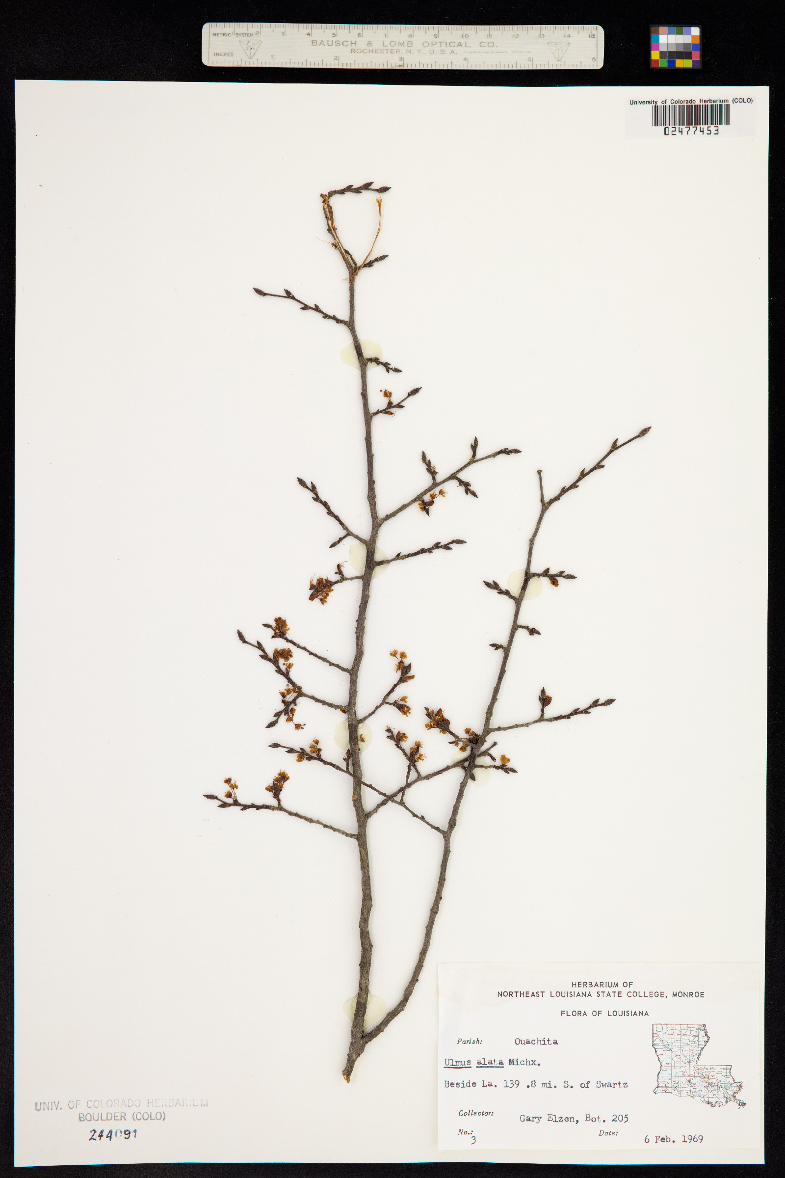 Ulmus alata image