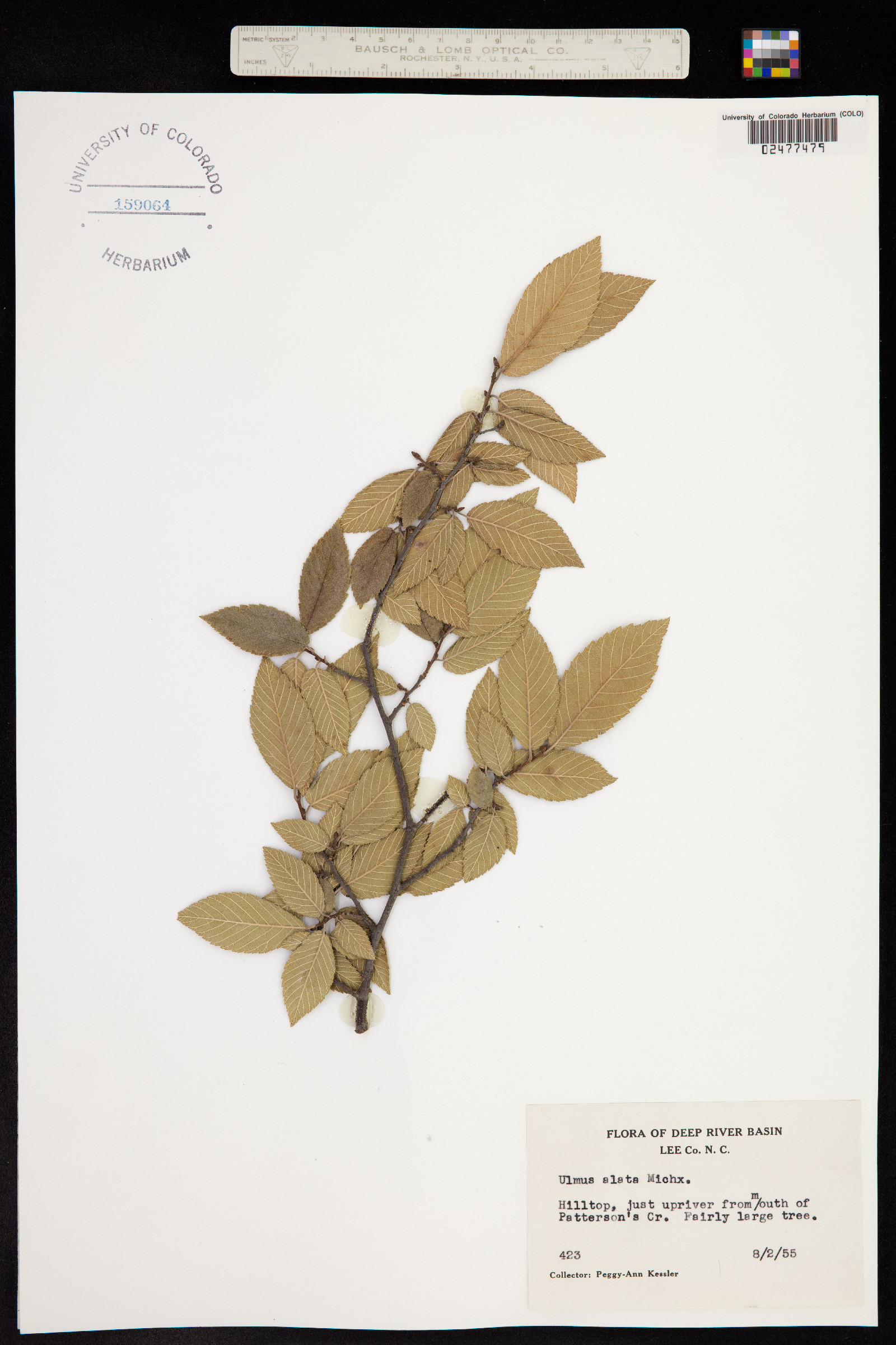Ulmus alata image