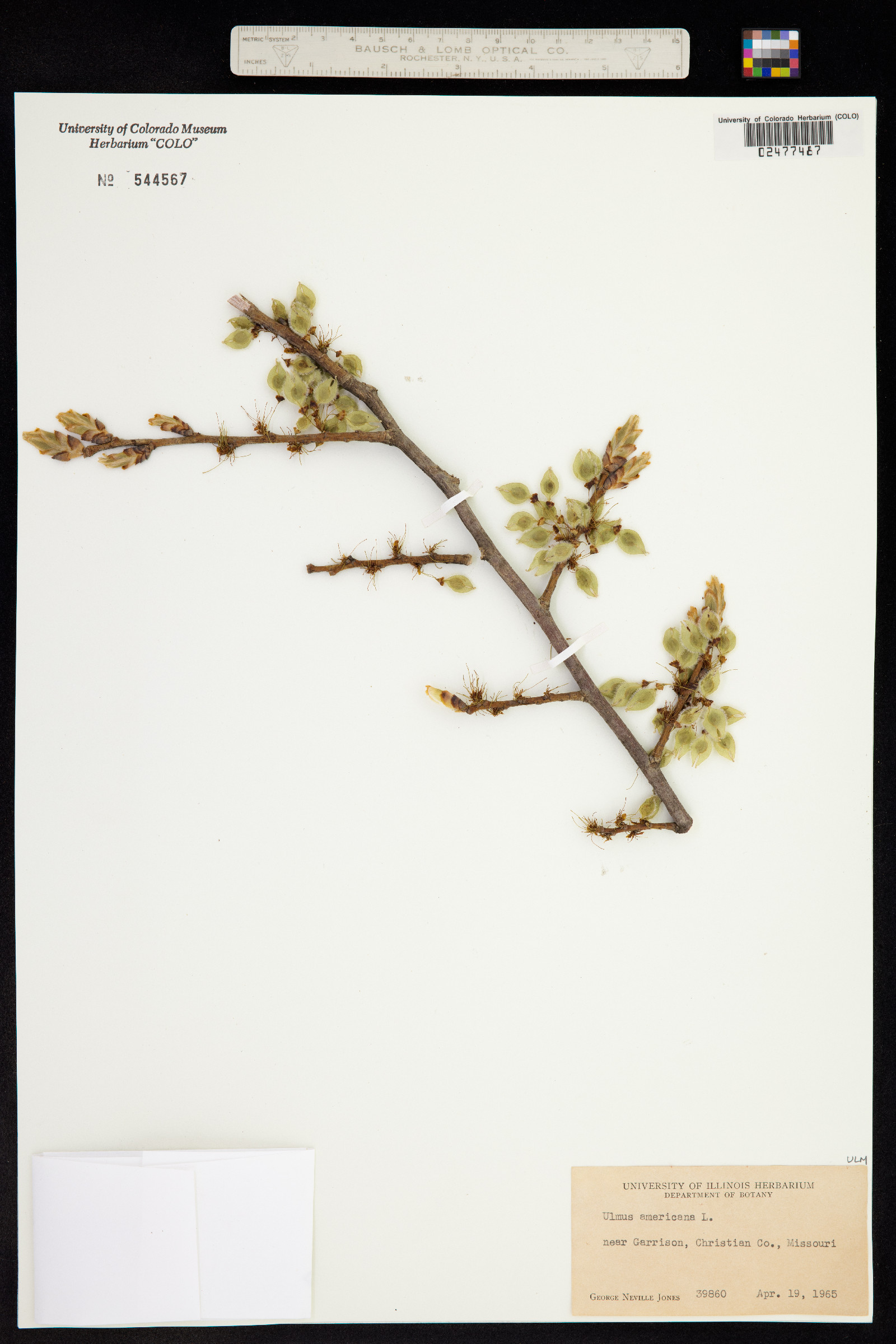 Ulmus americana image