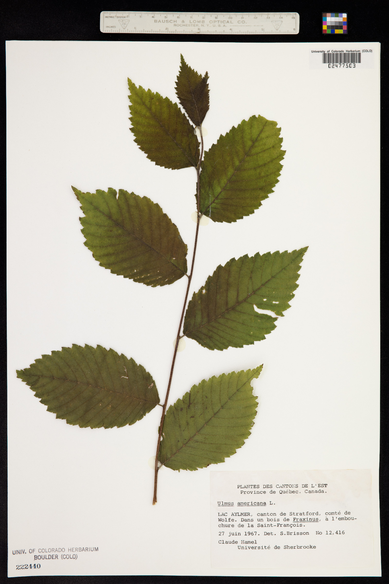 Ulmus americana image