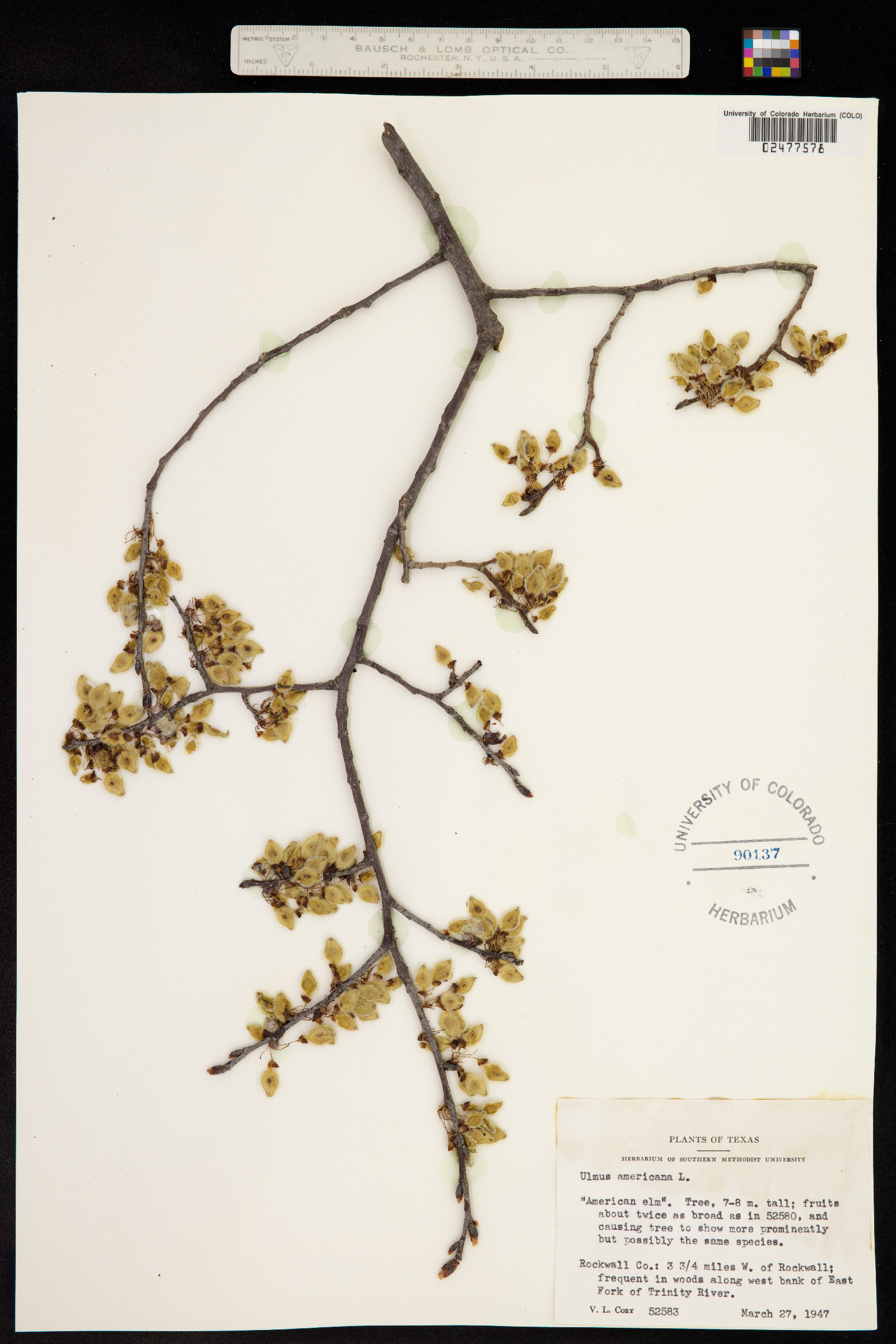 Ulmus americana image