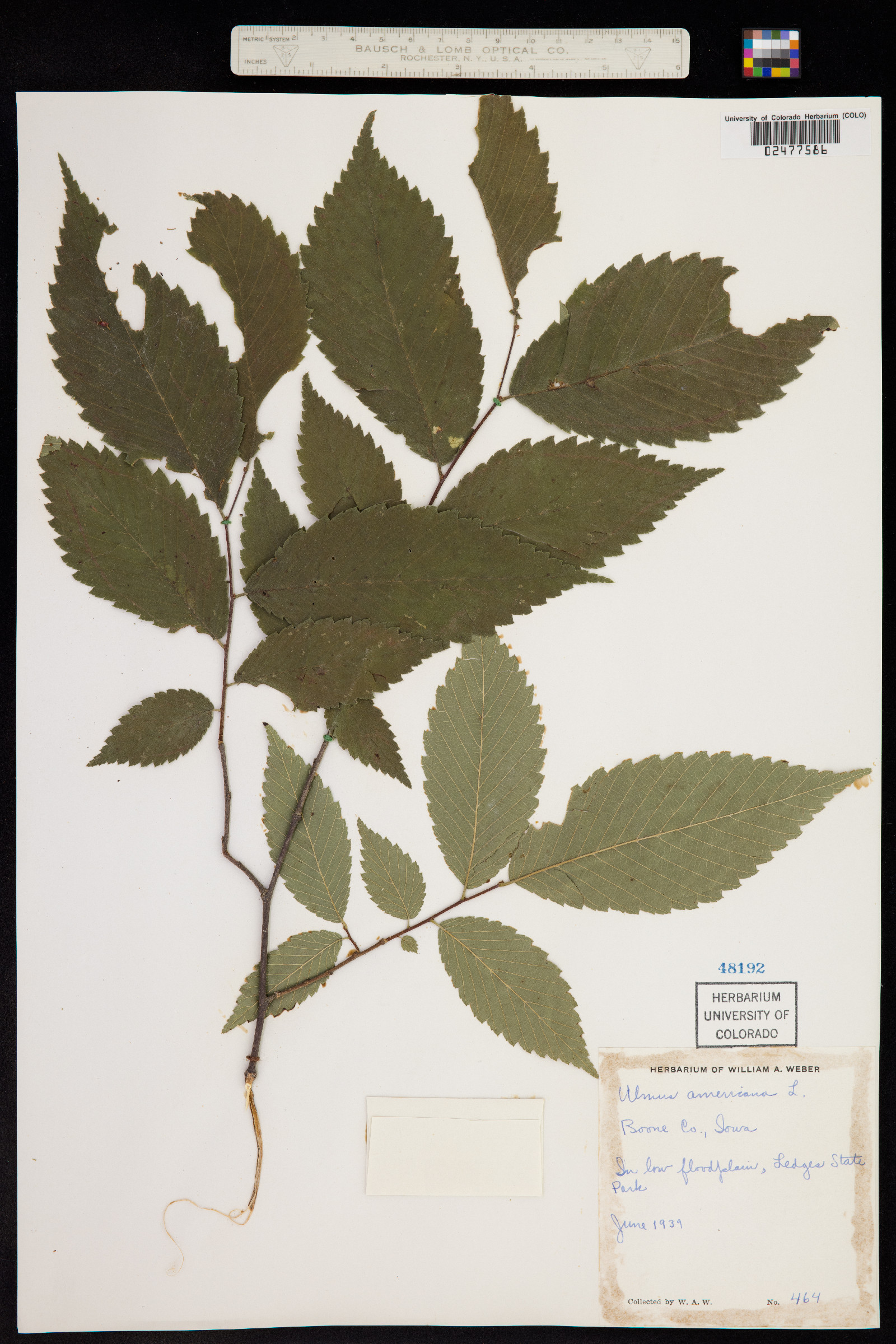 Ulmus americana image