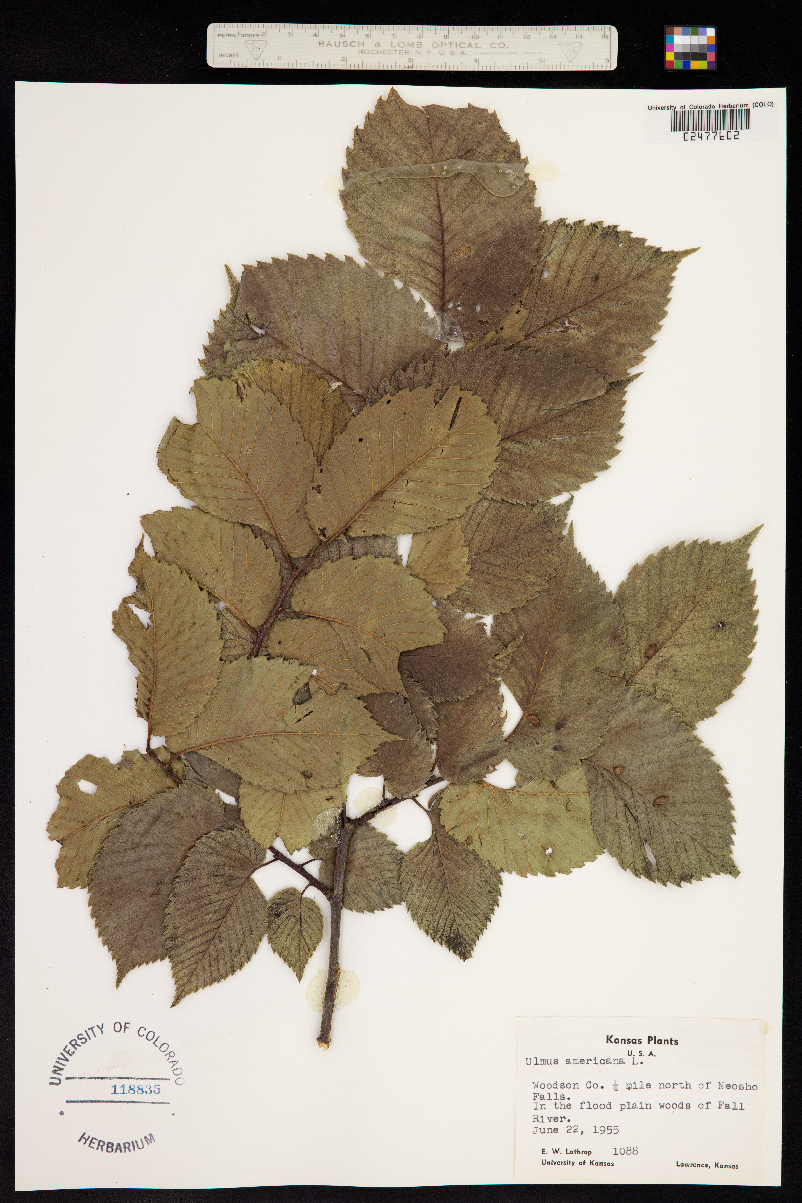 Ulmus americana image