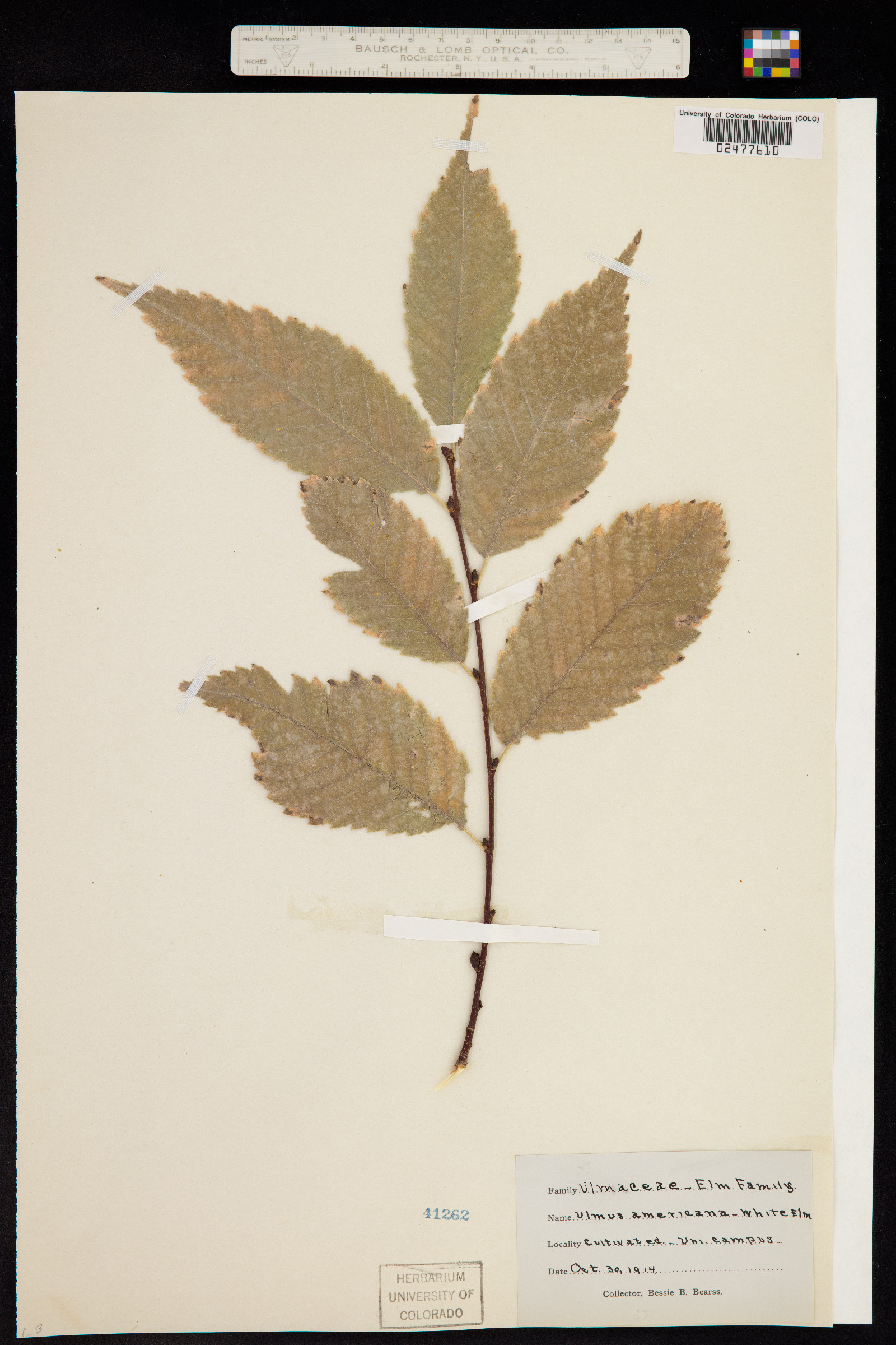 Ulmus americana image