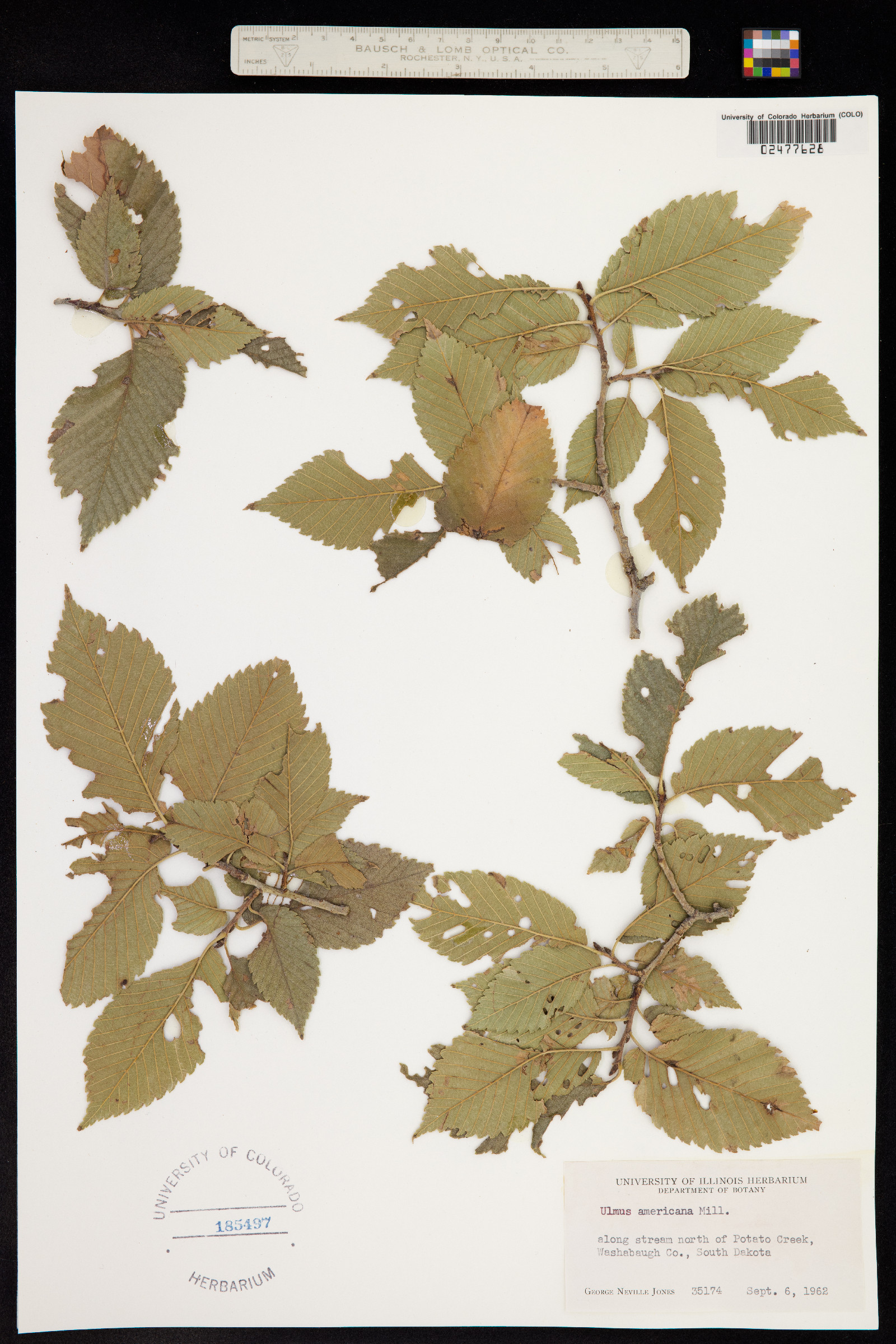 Ulmus americana image