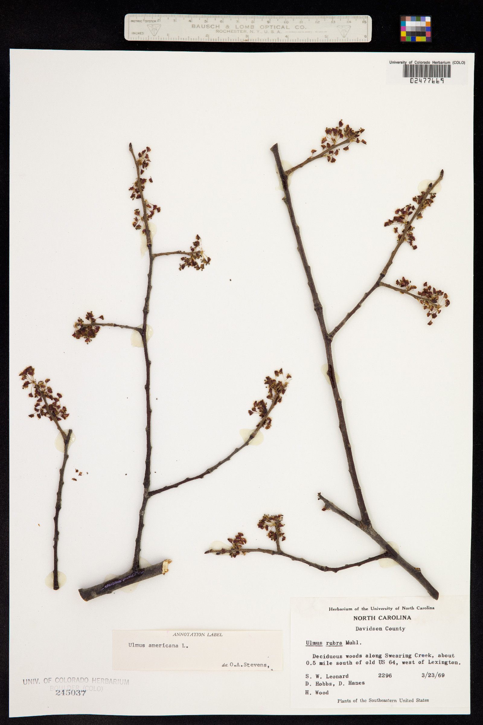 Ulmus americana image