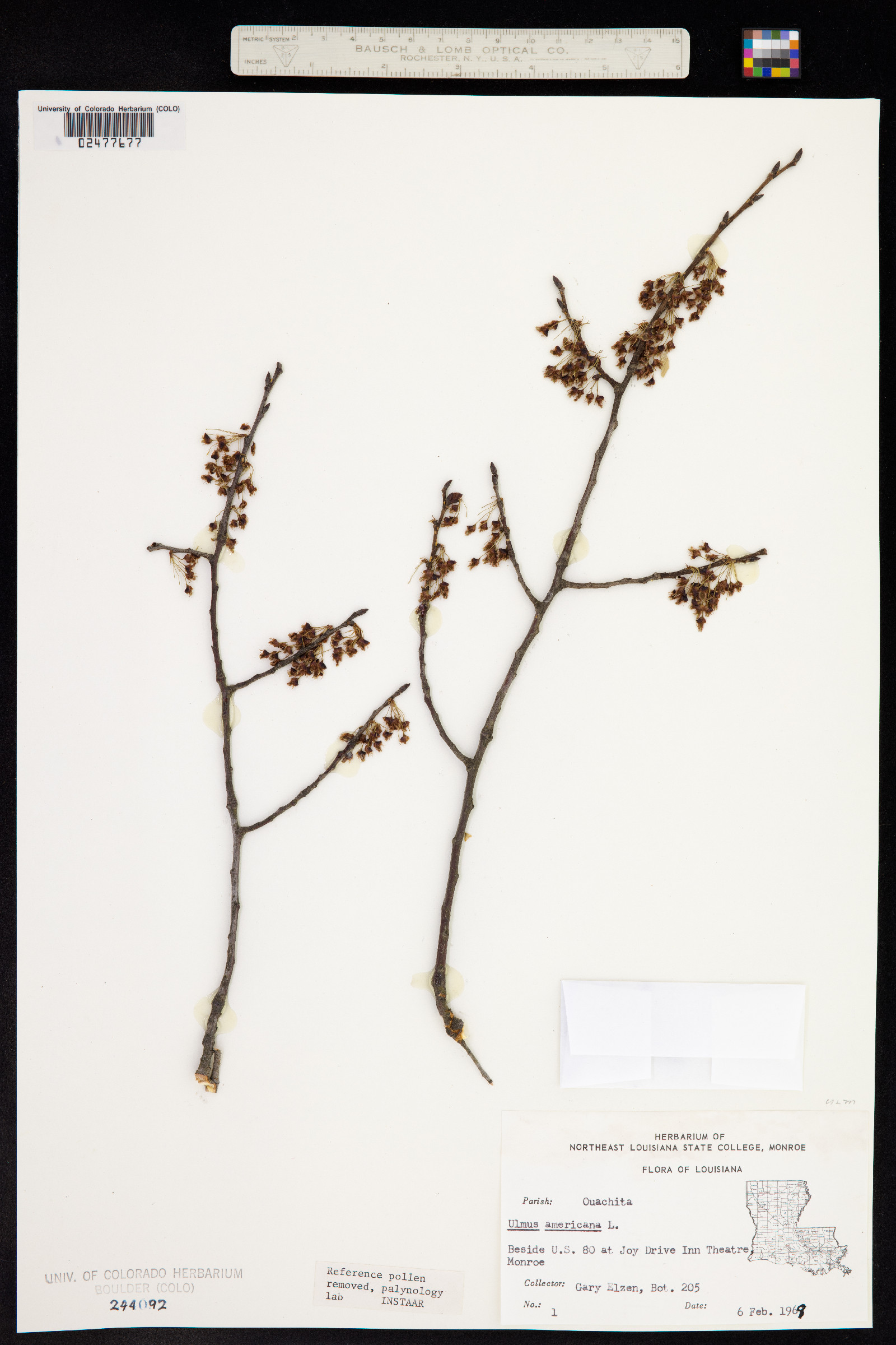 Ulmus americana image