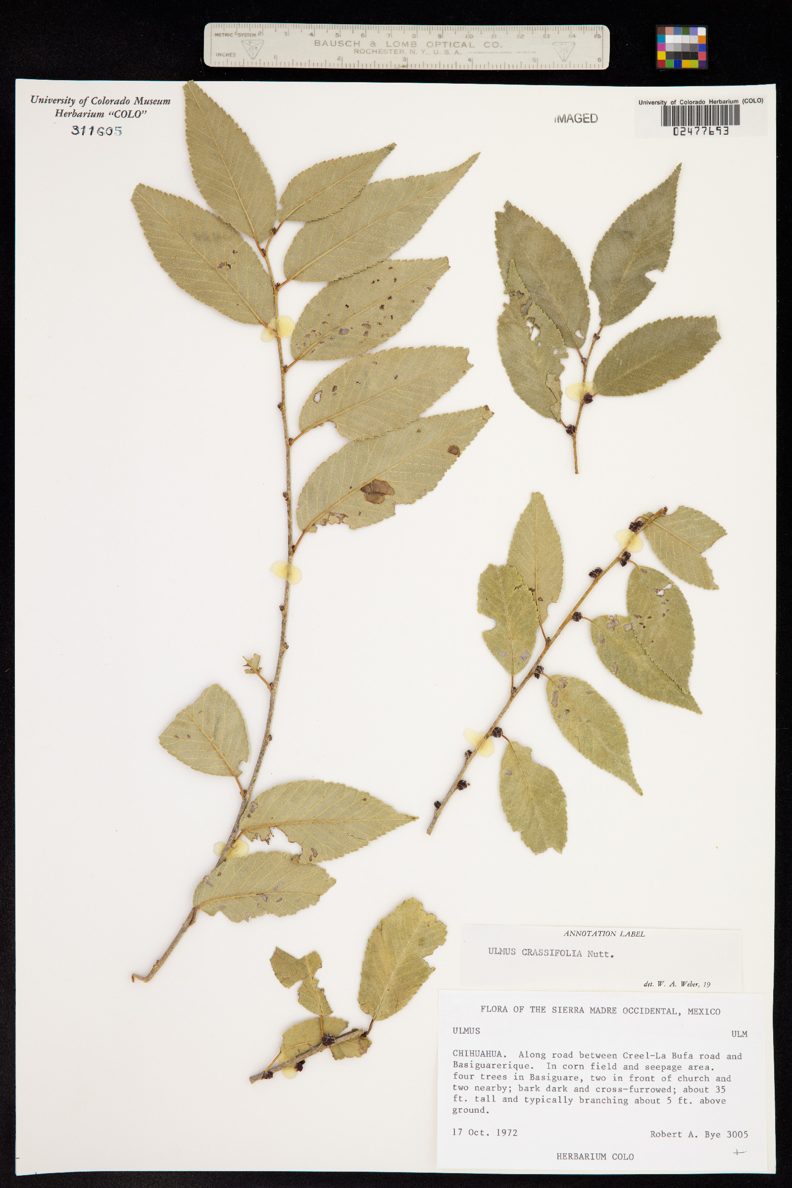 Ulmus crassifolia image