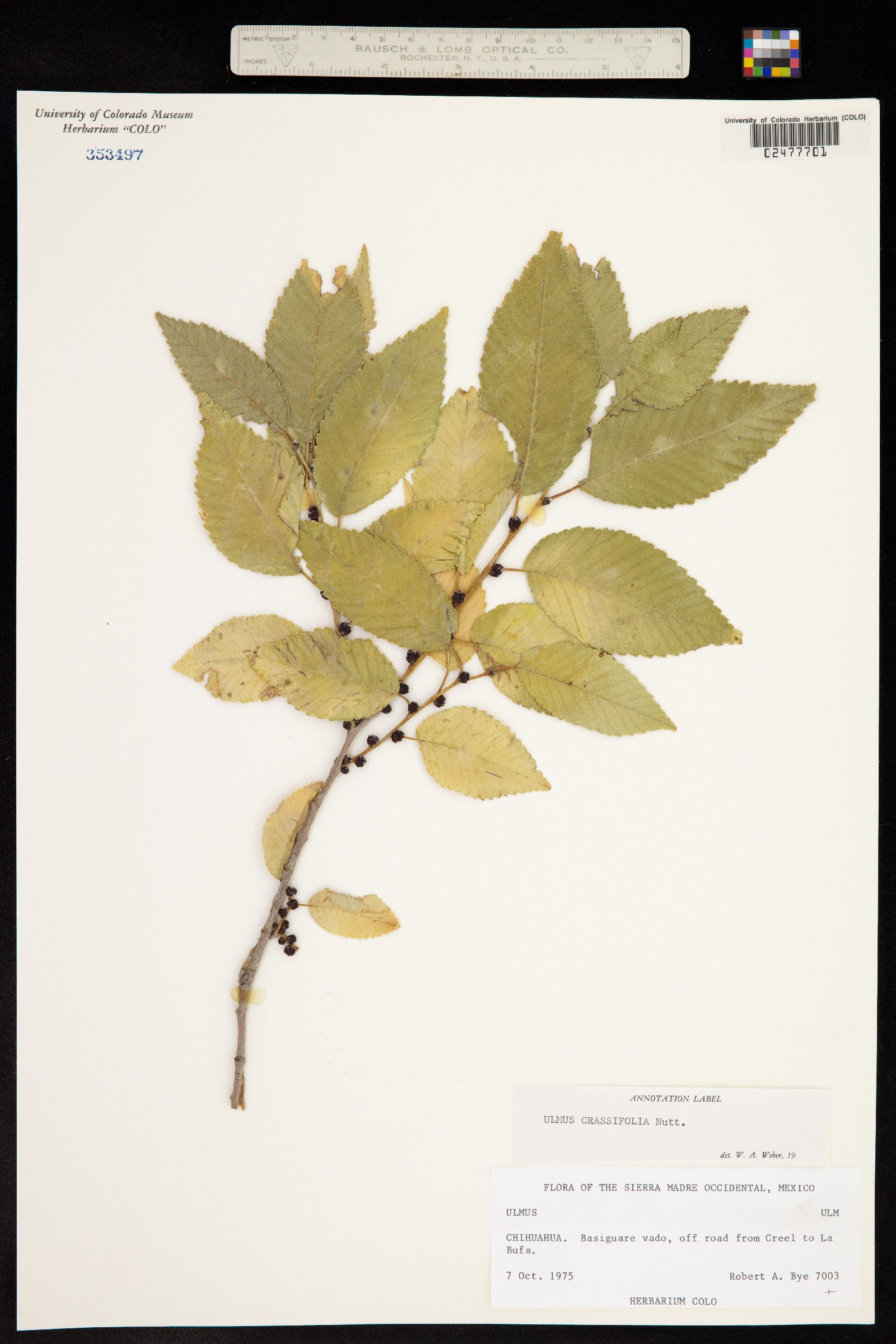 Ulmus crassifolia image