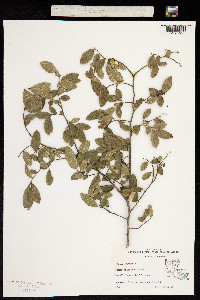 Image of Ulmus crassifolia