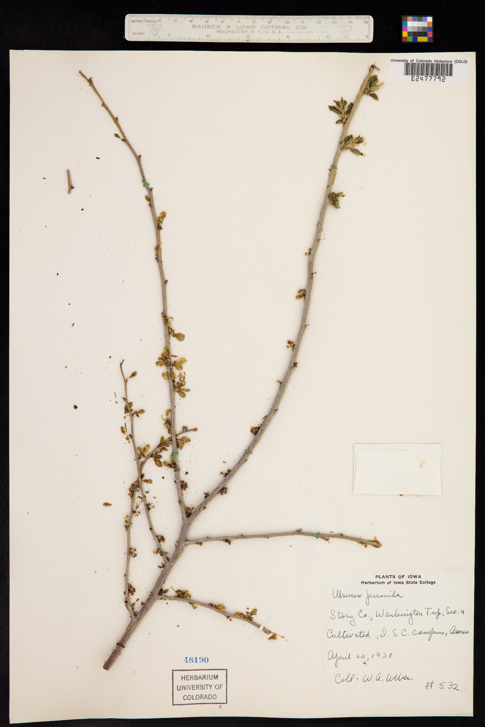 Ulmus pumila image