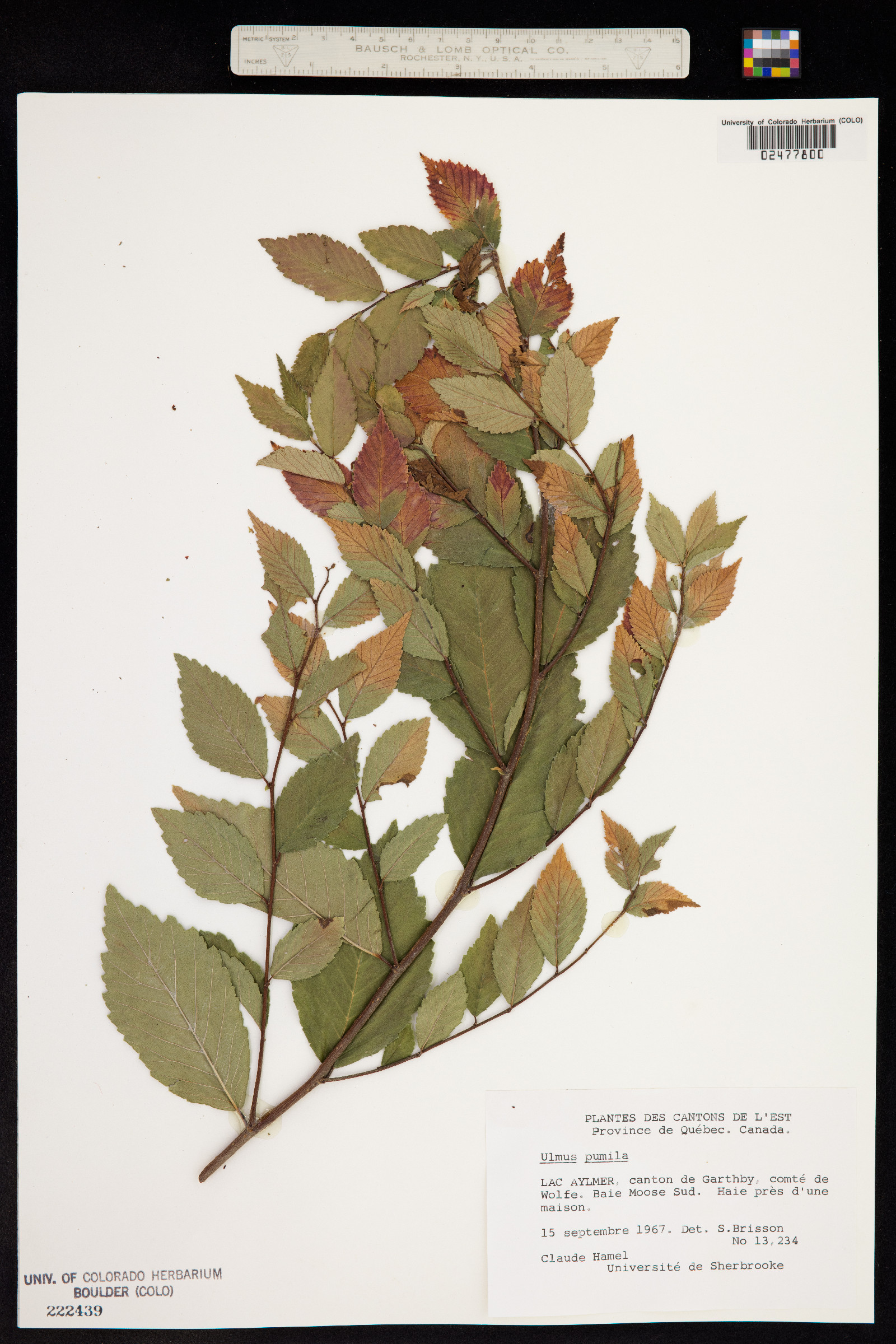 Ulmaceae image