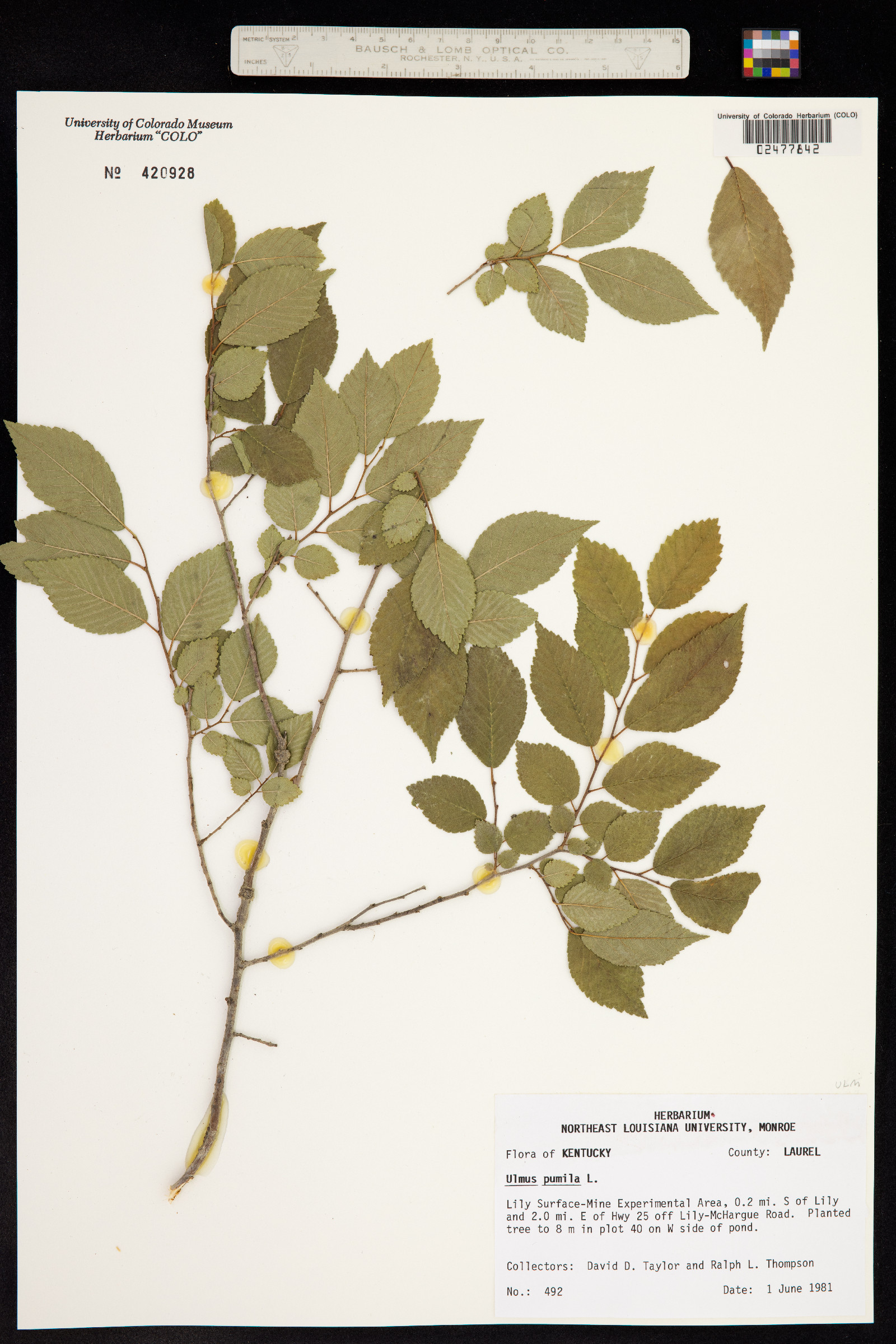 Ulmus pumila image