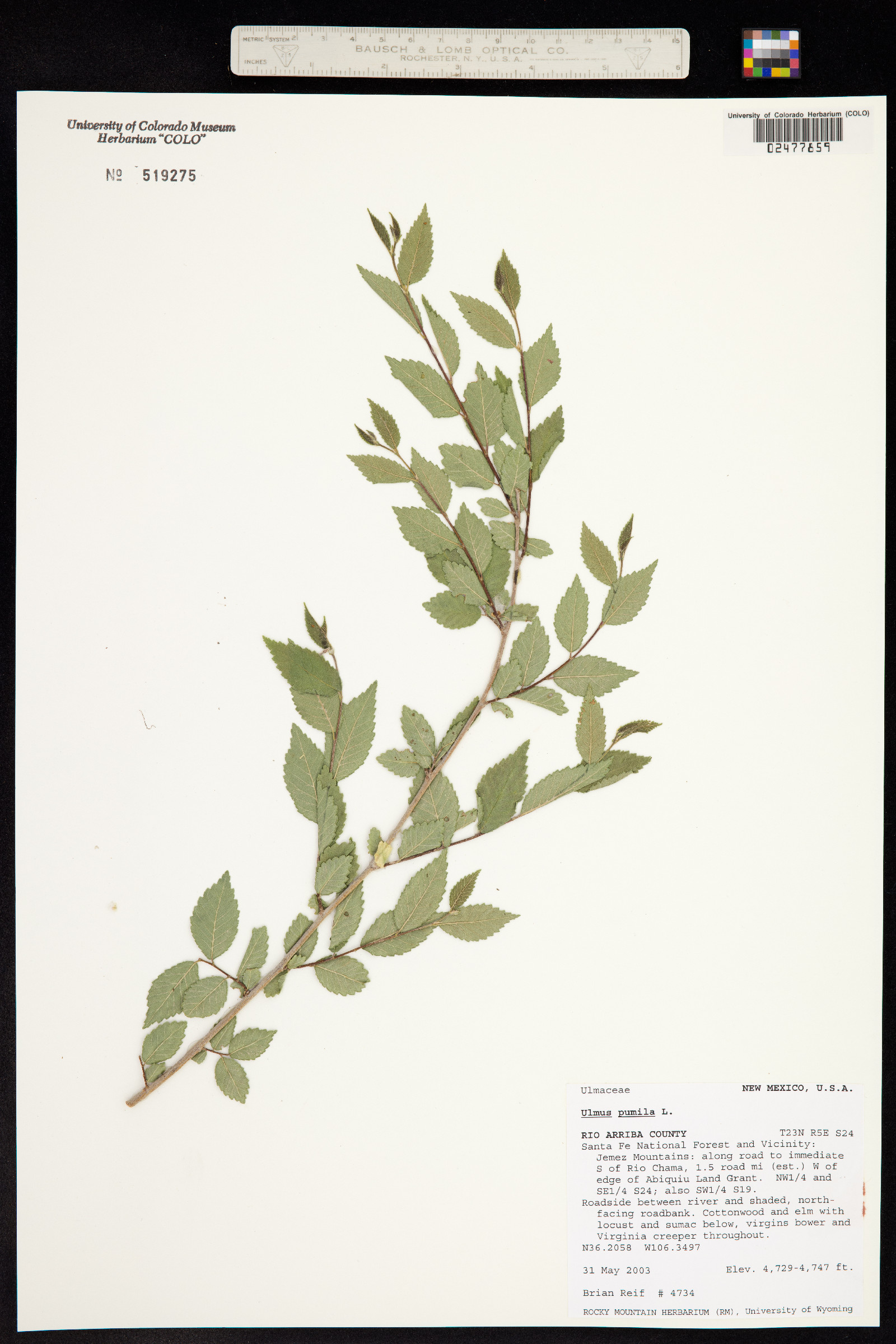 Ulmus pumila image