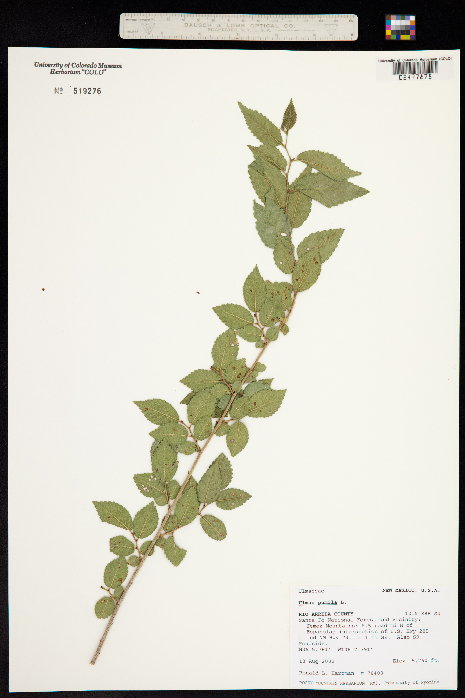 Ulmus pumila image