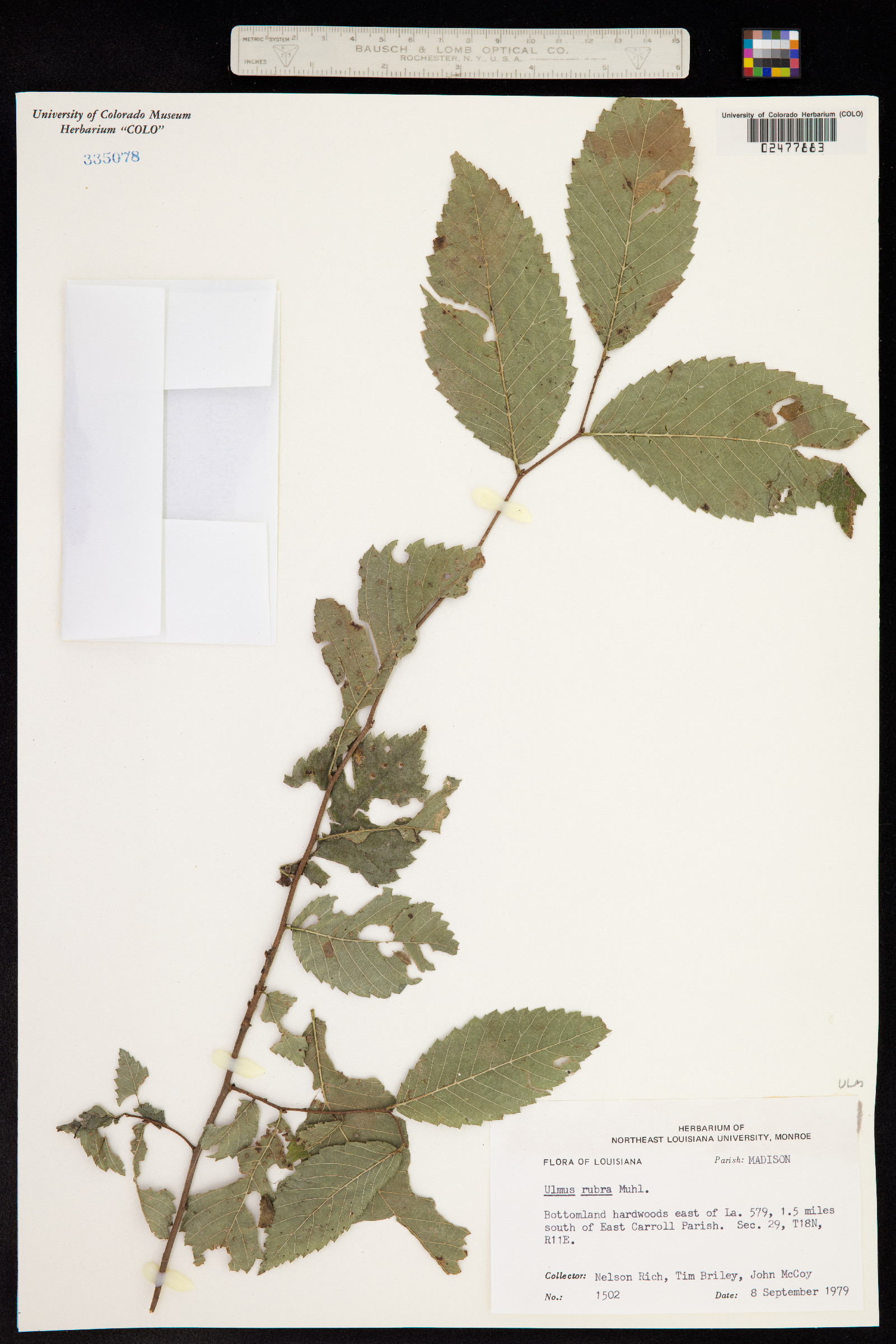 Ulmus rubra image