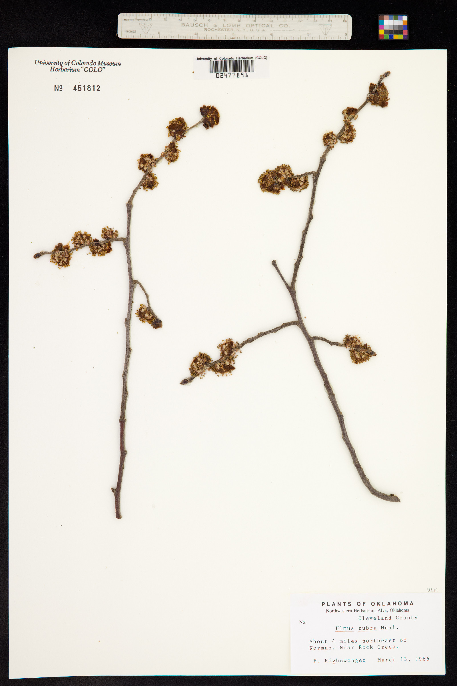 Ulmus rubra image