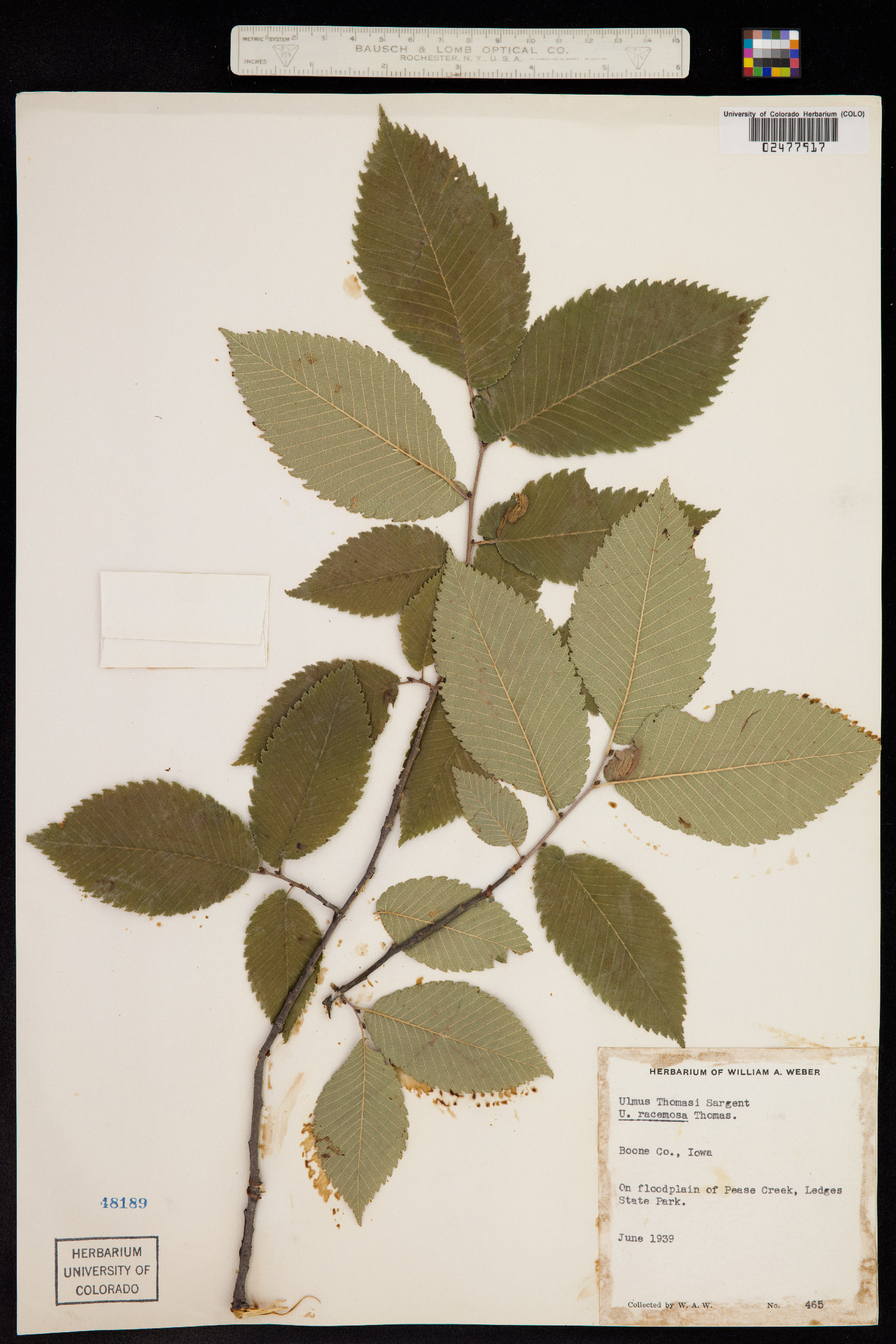 Ulmus thomasii image