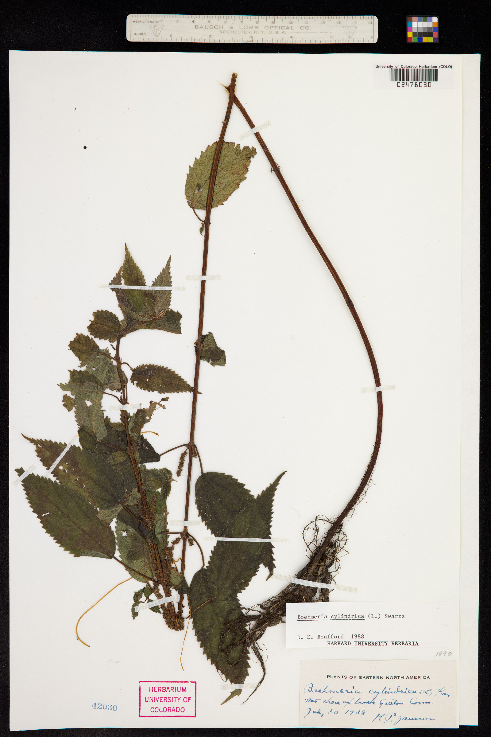 Boehmeria cylindrica image