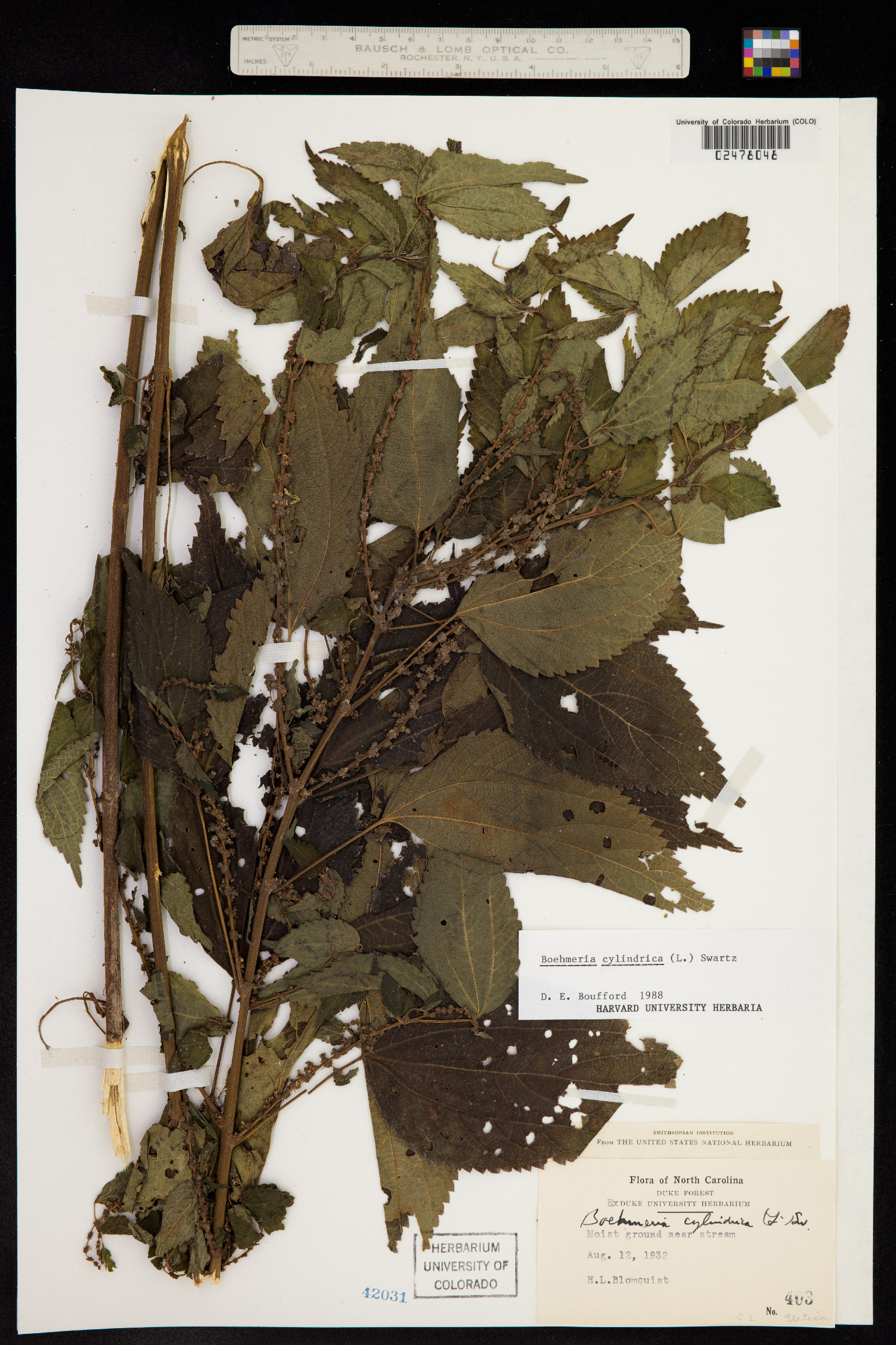 Boehmeria cylindrica image