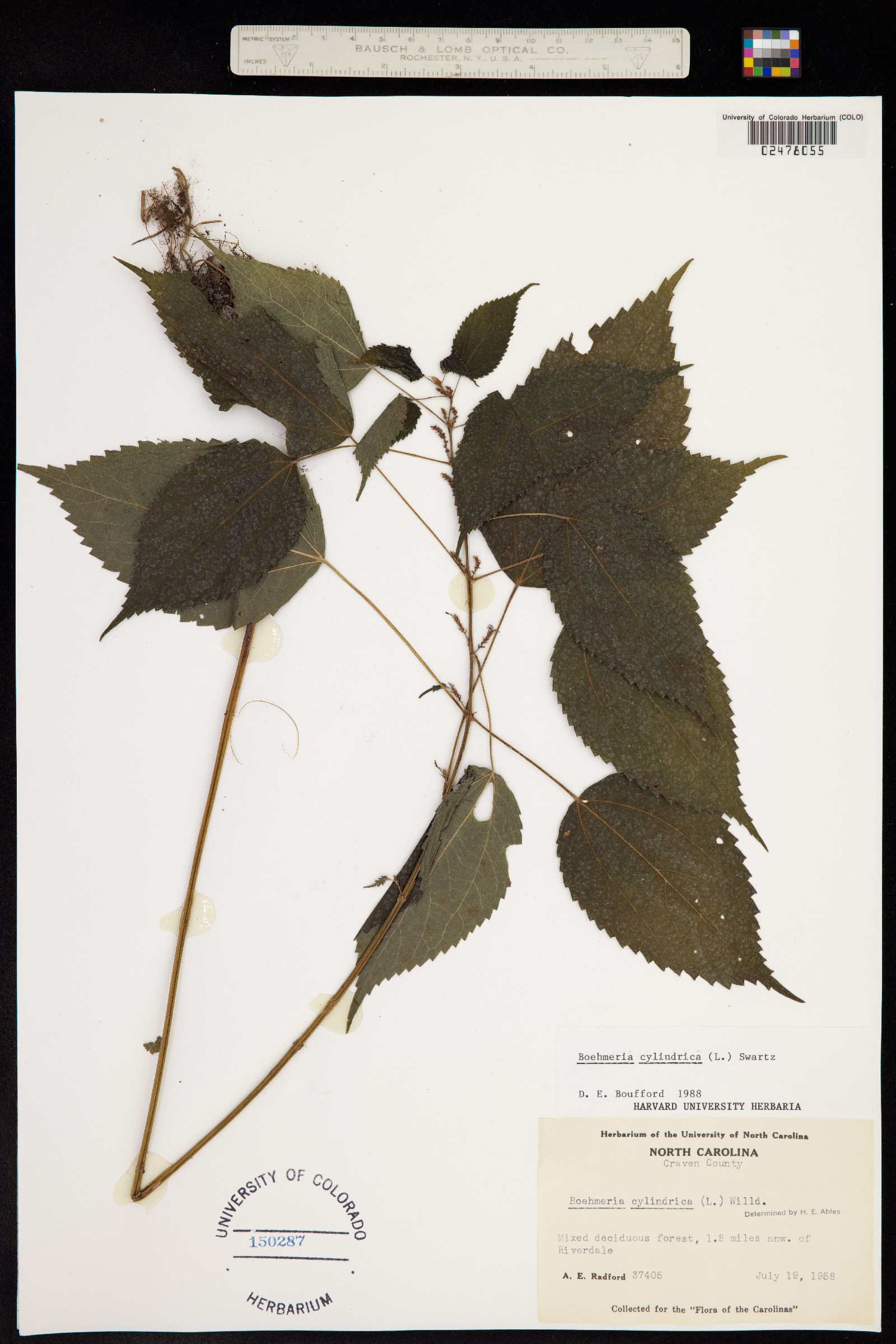 Boehmeria cylindrica image