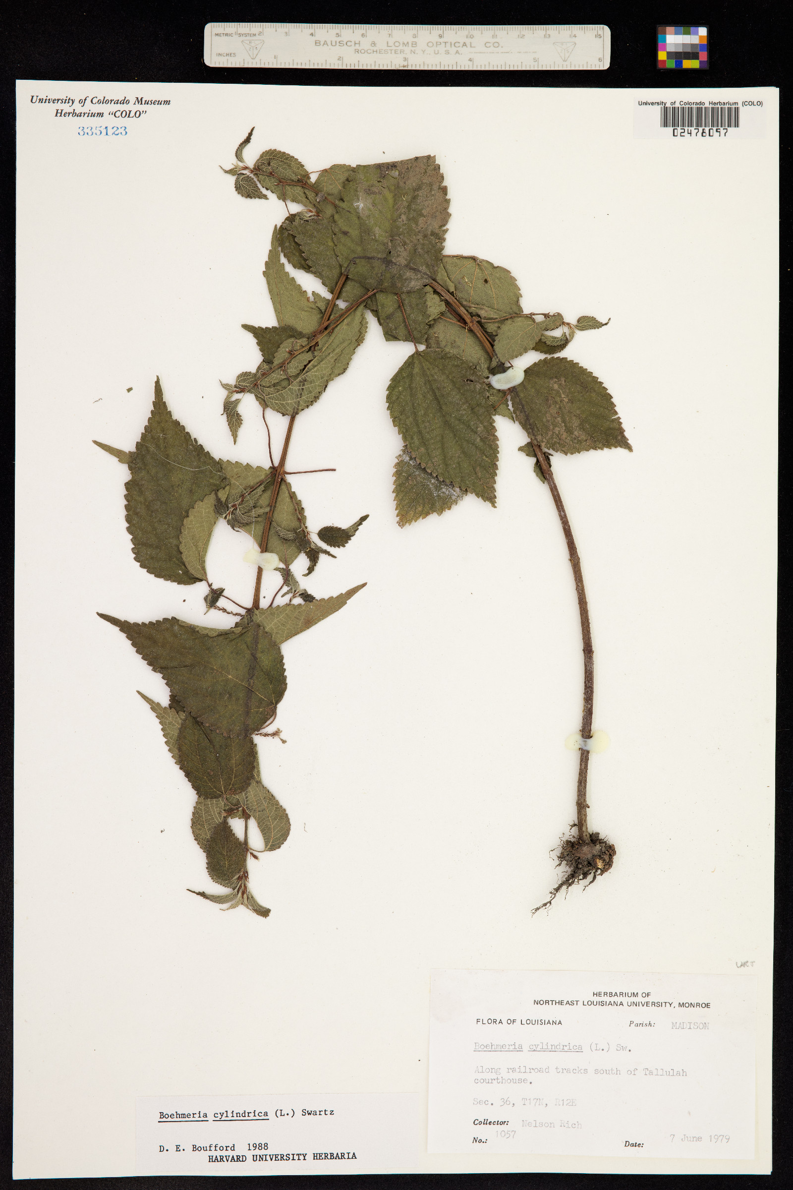 Boehmeria cylindrica image