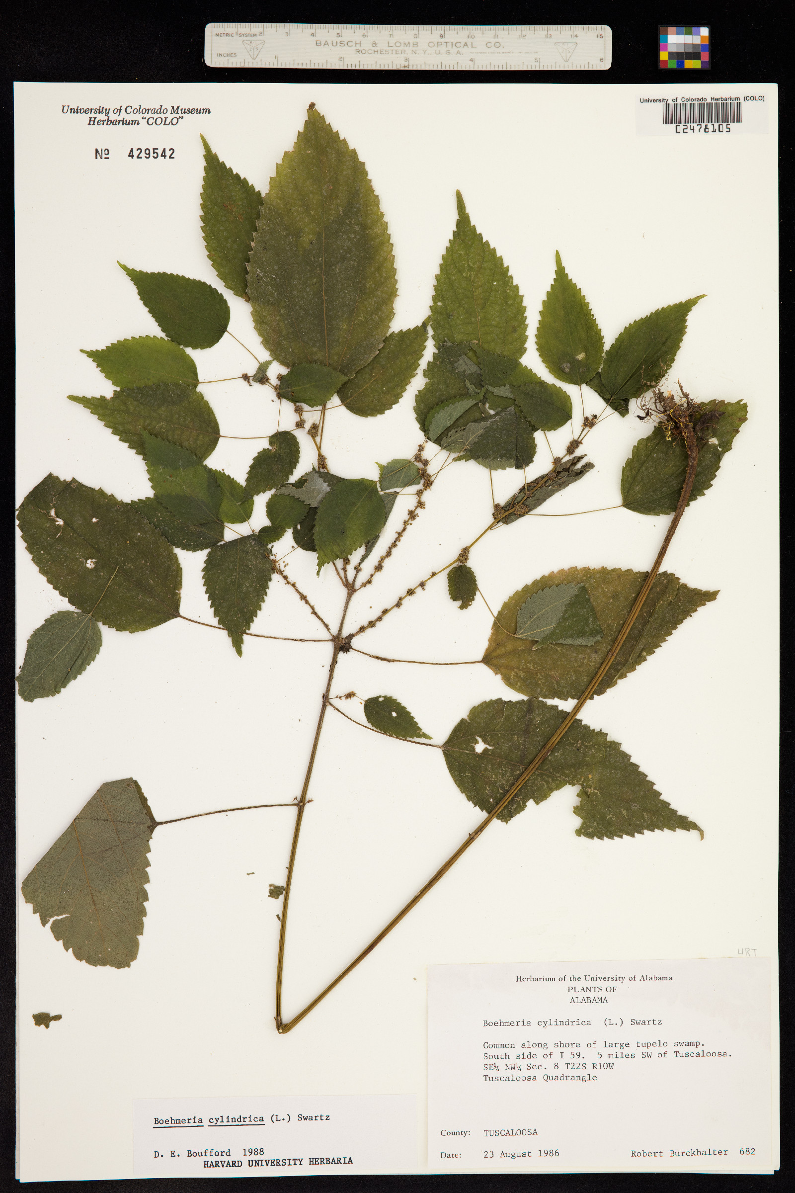 Boehmeria cylindrica image