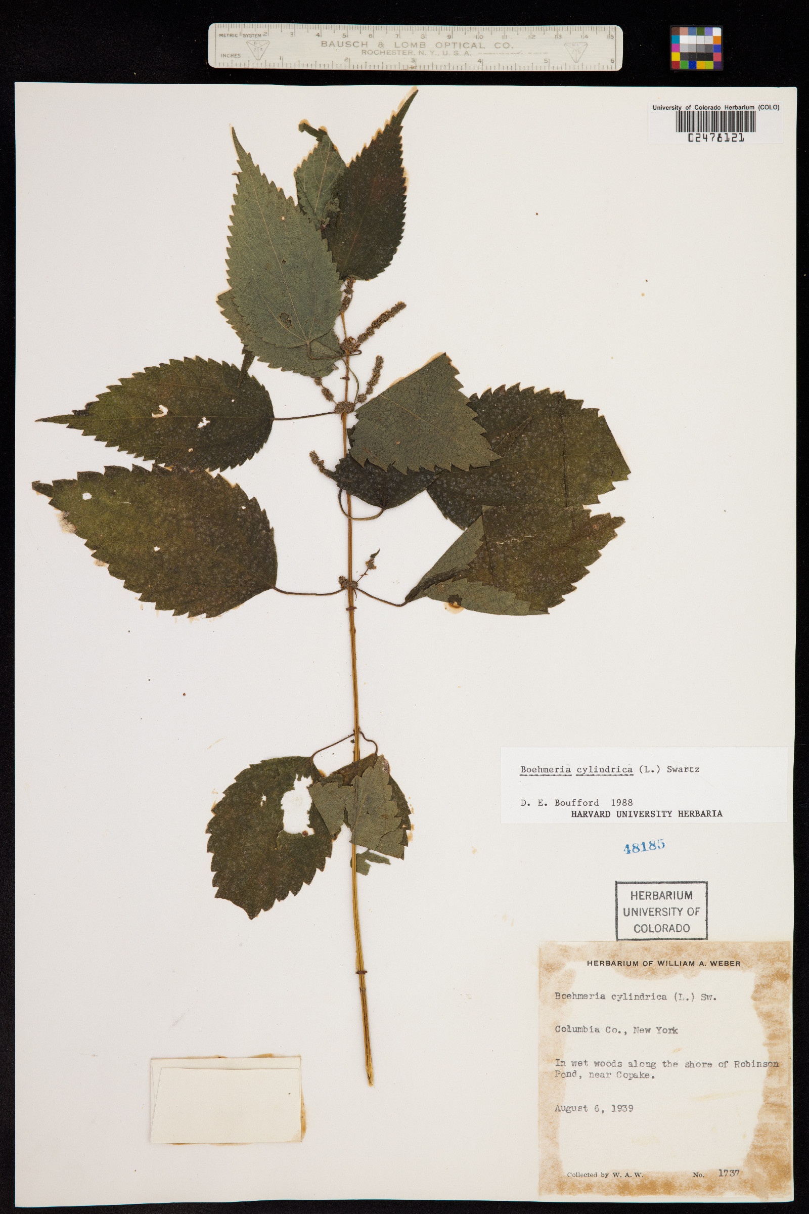 Boehmeria cylindrica image