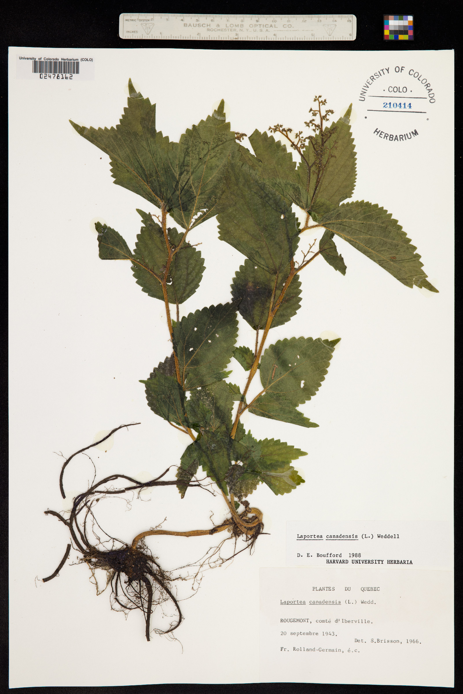 Laportea canadensis image