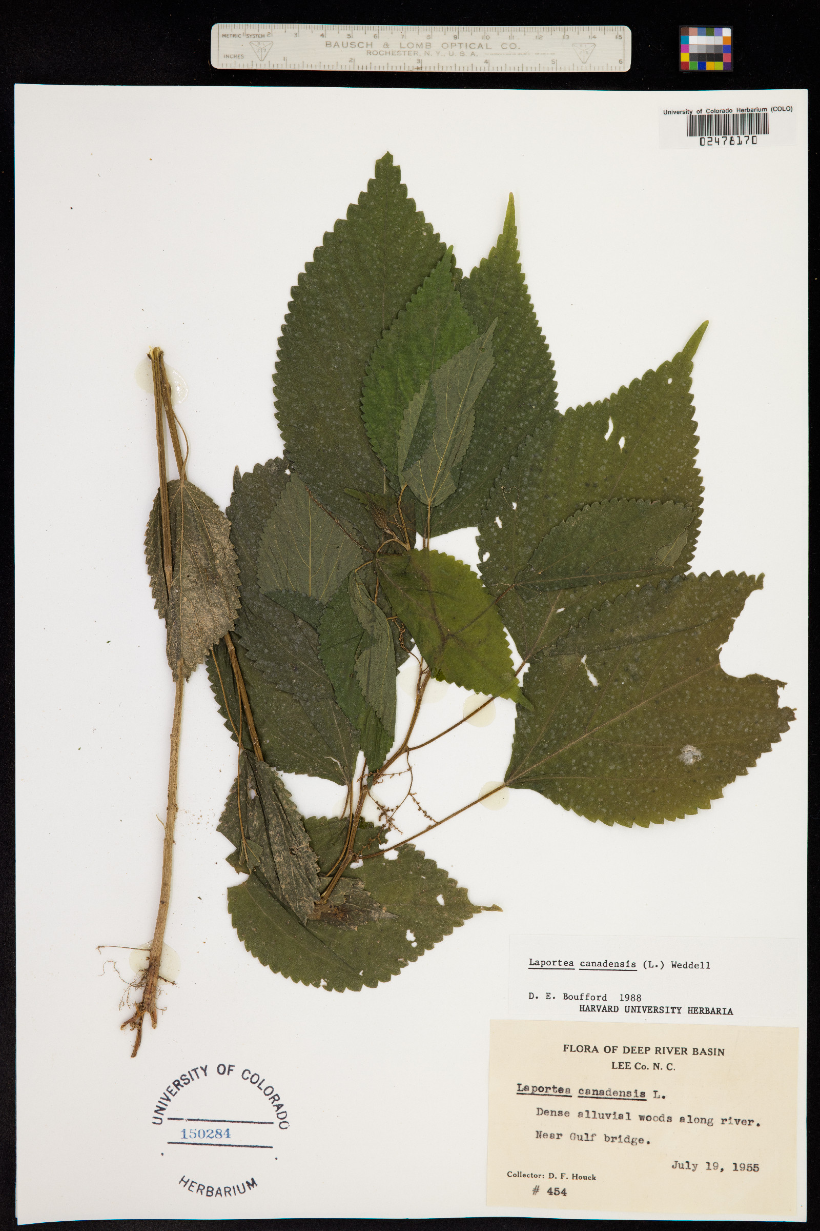 Laportea canadensis image