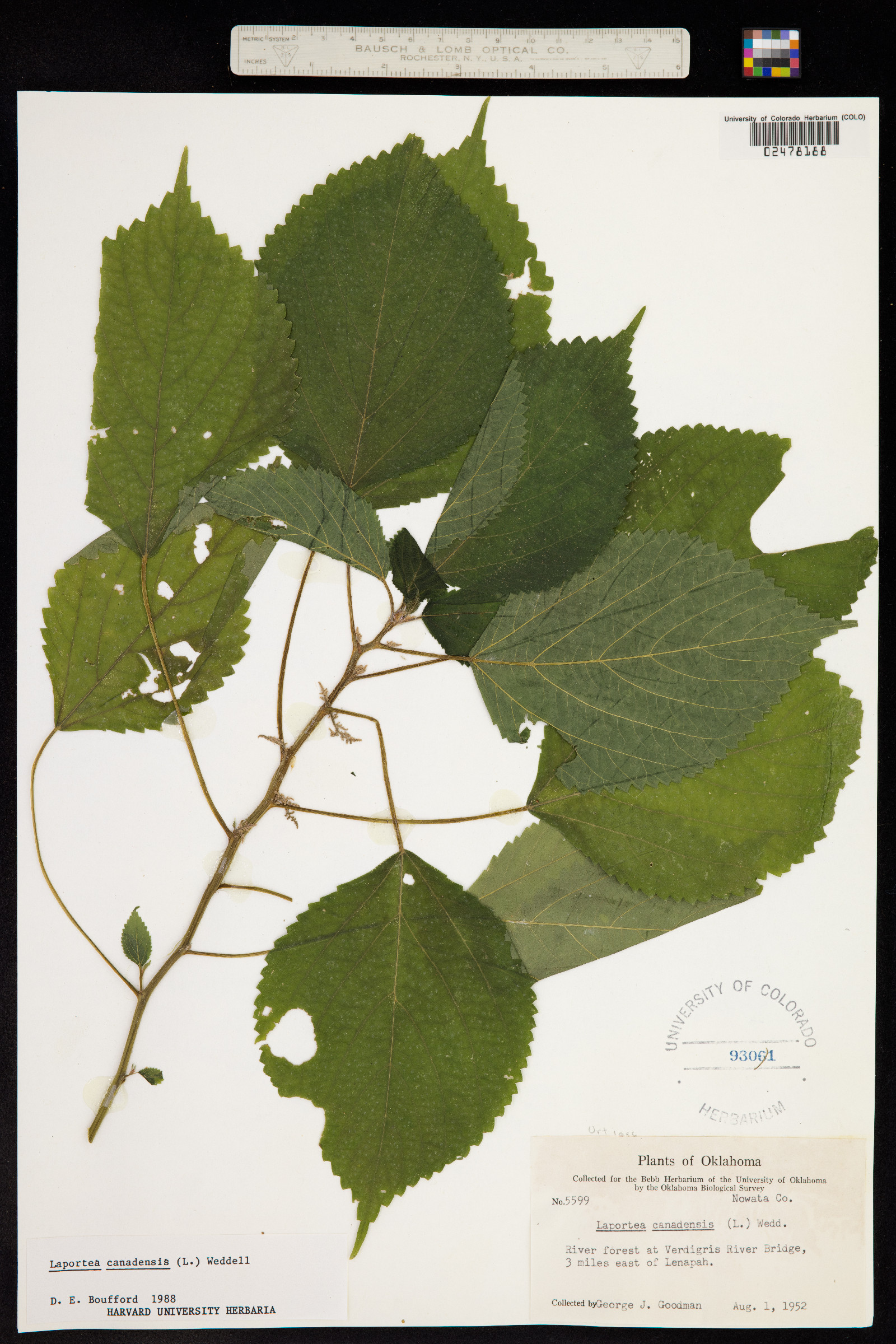 Laportea canadensis image