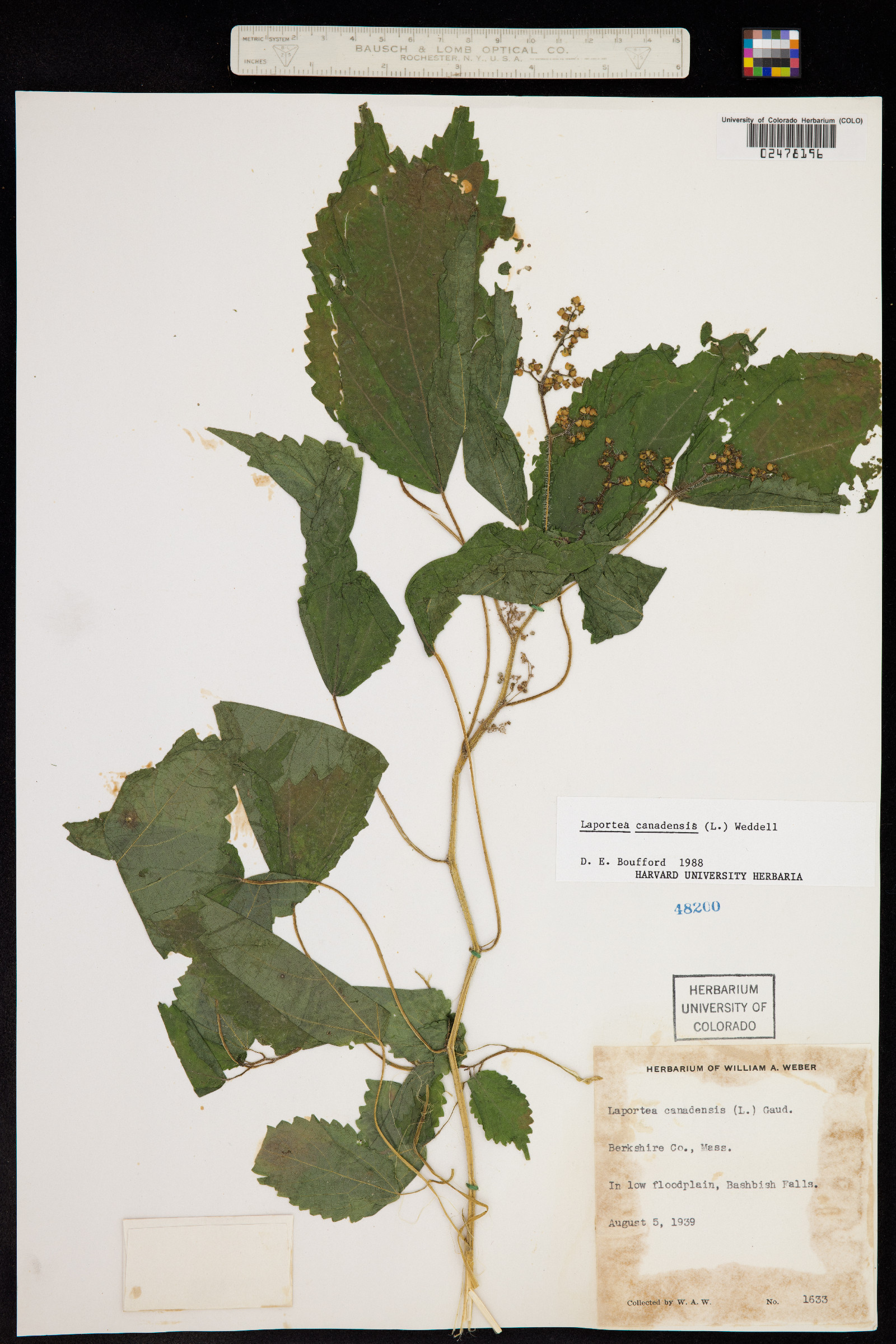 Laportea canadensis image
