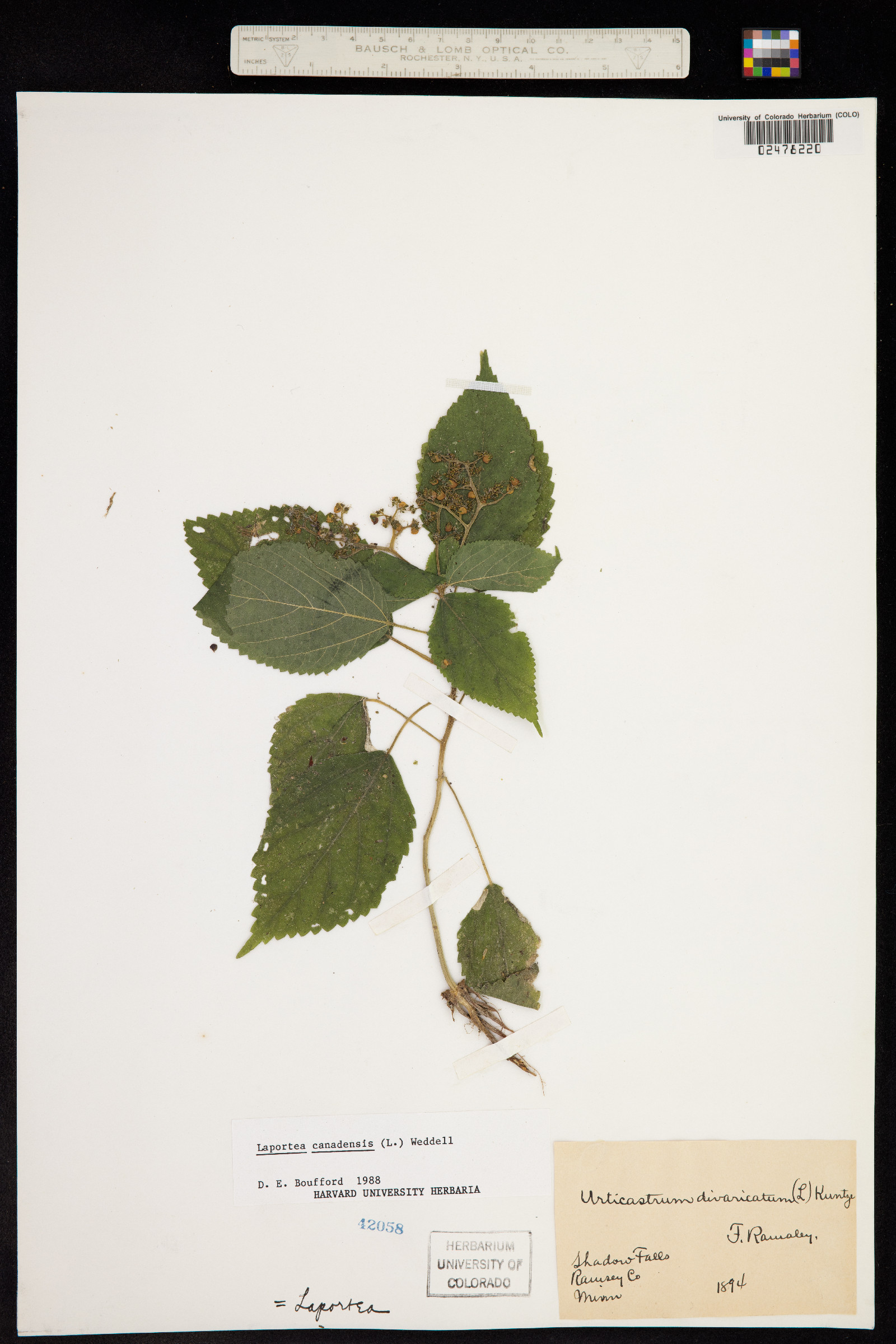 Laportea image