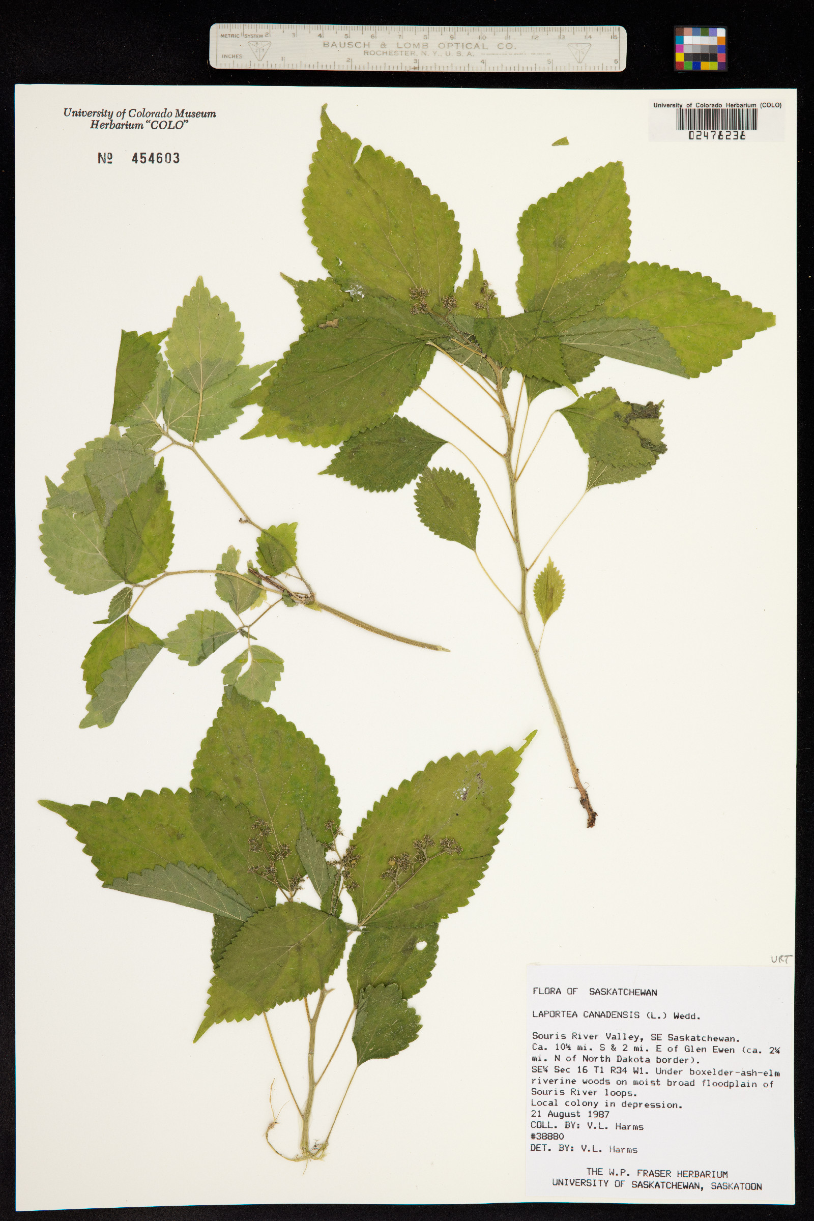 Laportea canadensis image
