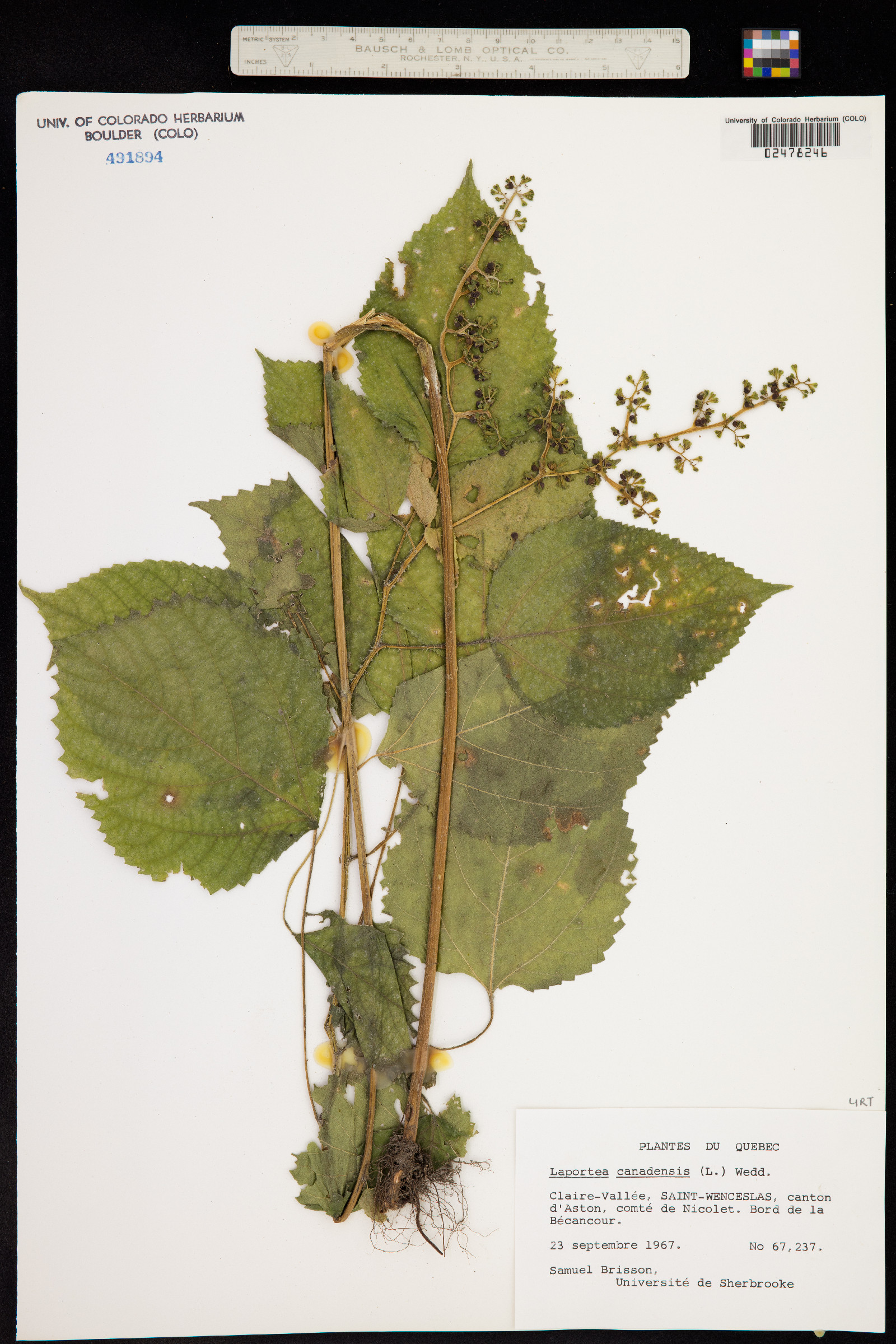 Laportea image