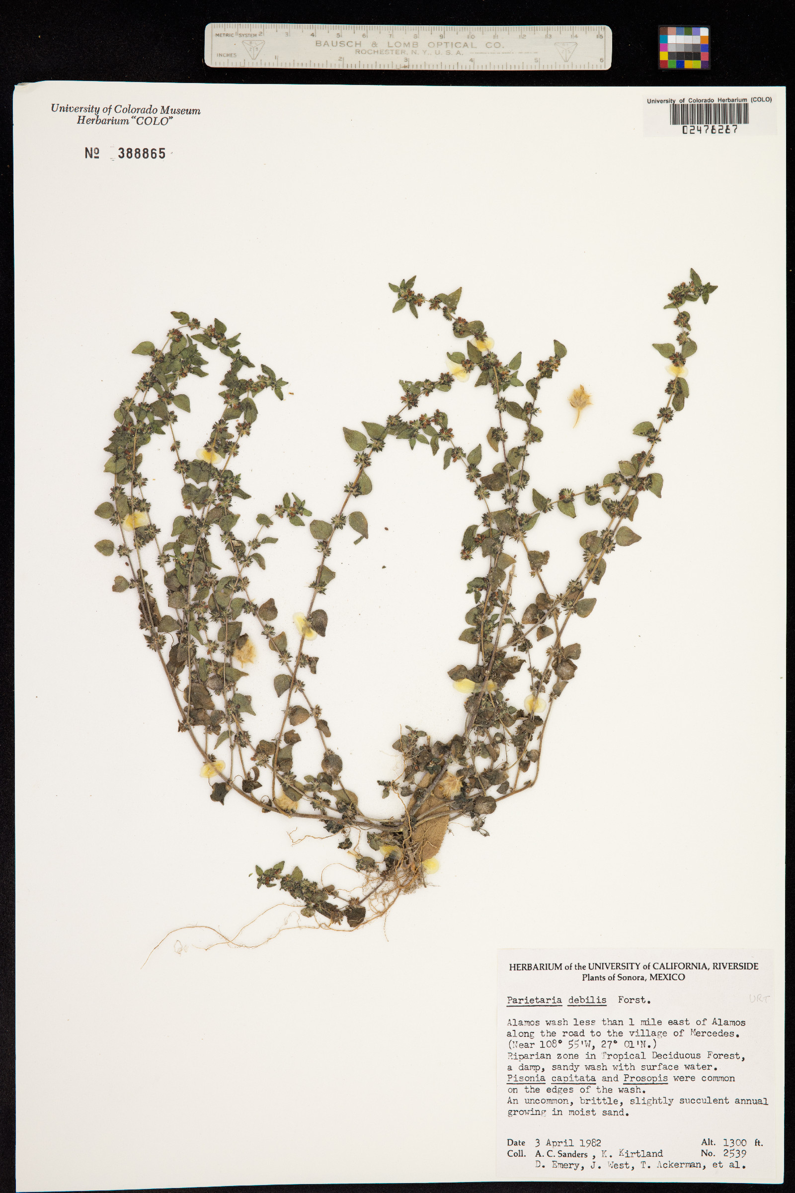 Parietaria floridana image