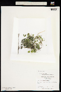 Image of Parietaria floridana