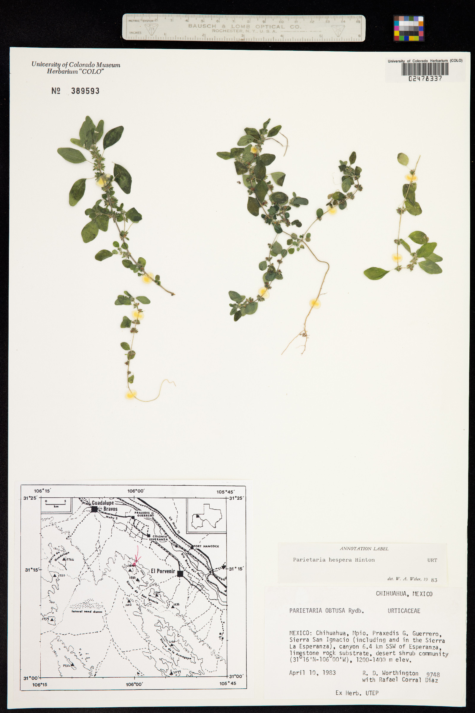 Parietaria hespera image