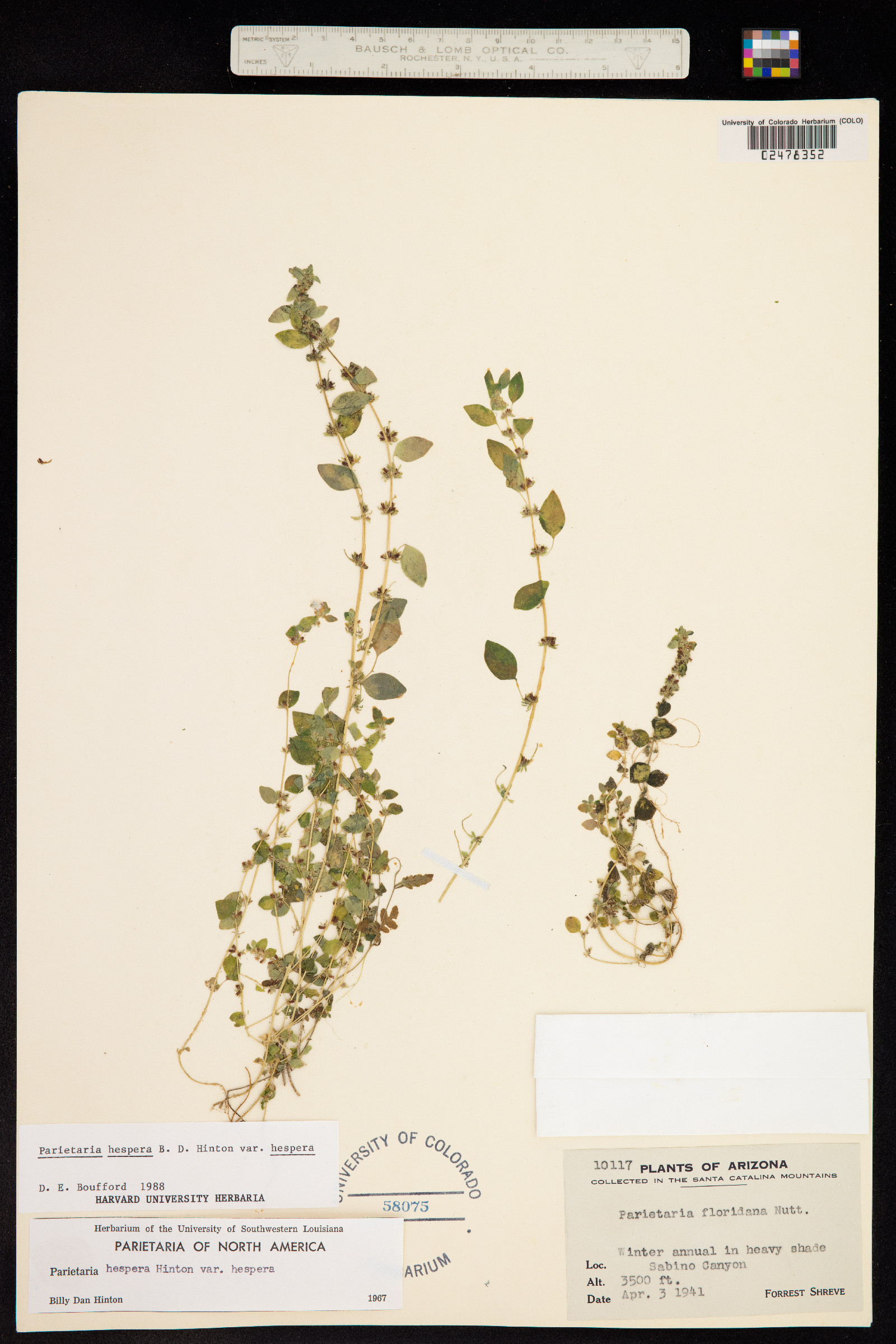 Parietaria hespera image