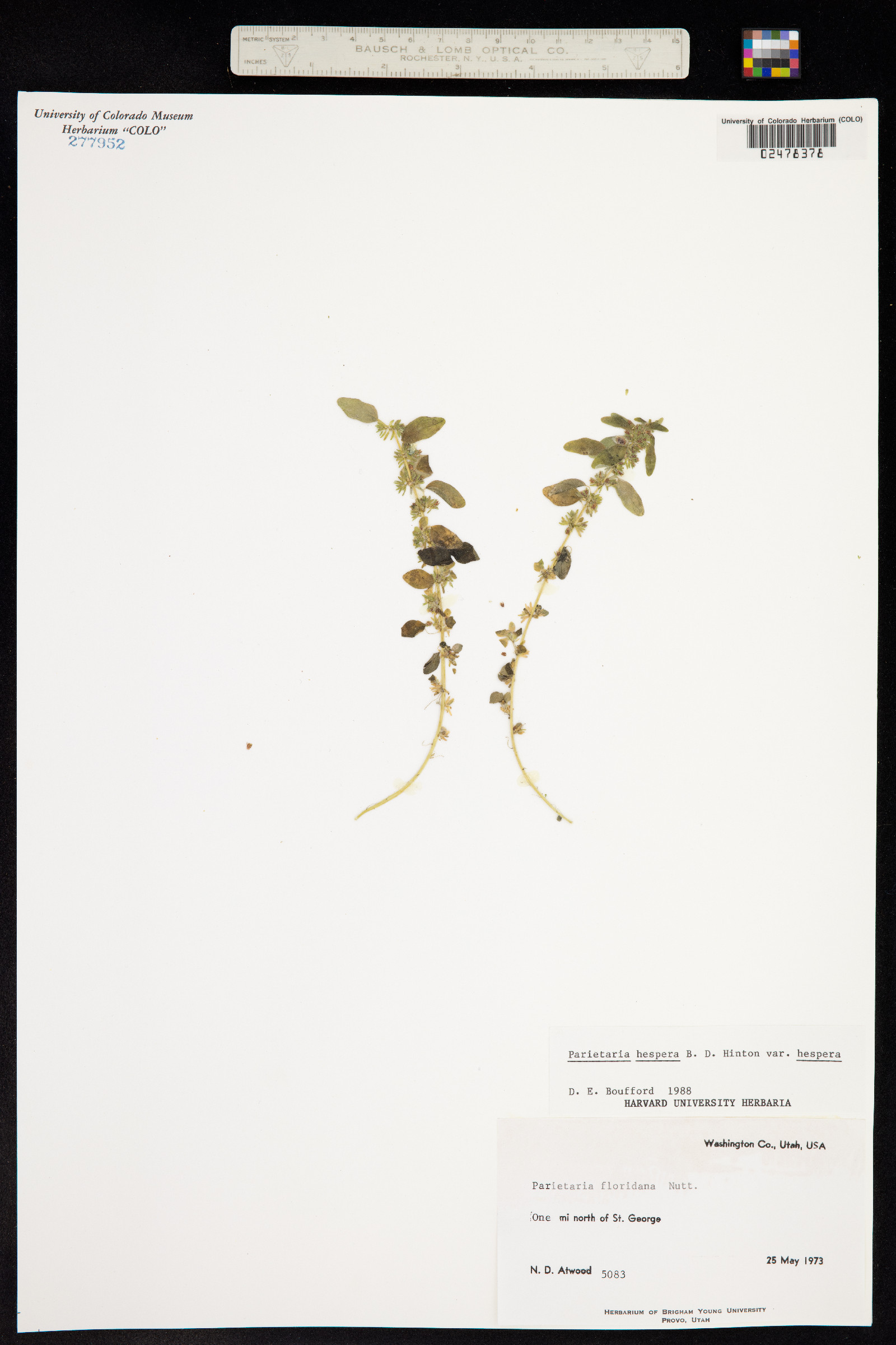 Parietaria hespera image