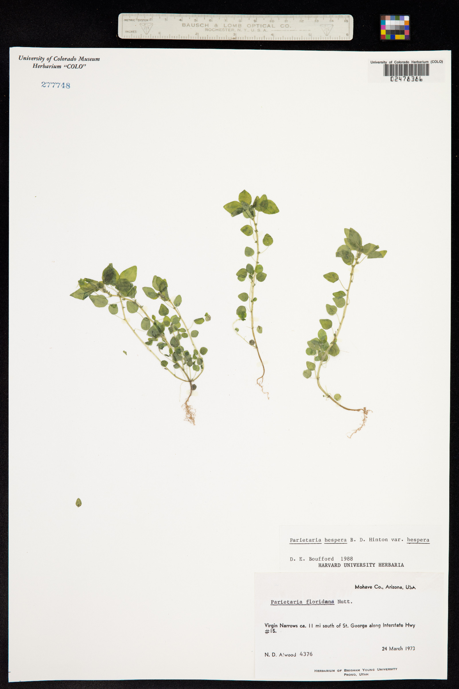 Parietaria hespera image