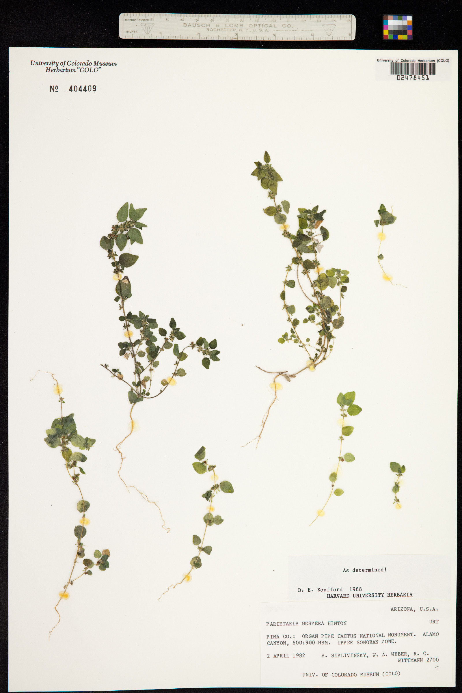 Parietaria hespera image