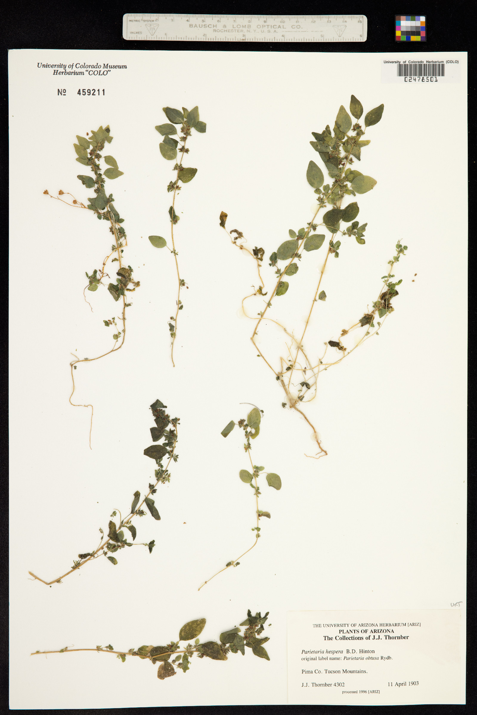 Parietaria hespera image