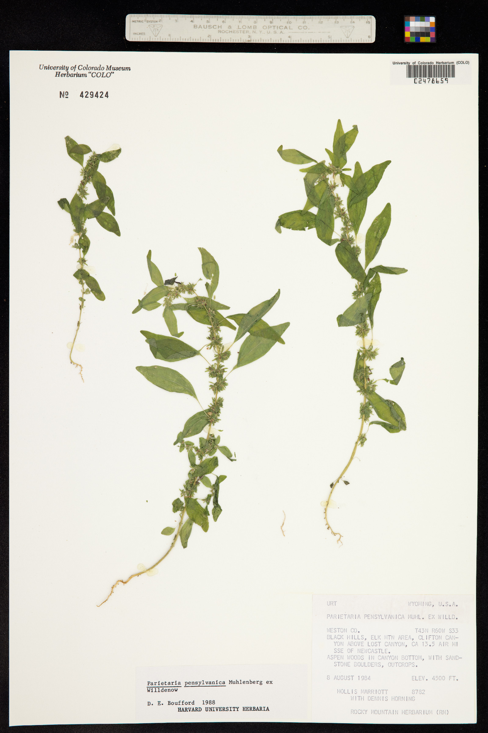 Parietaria pensylvanica image