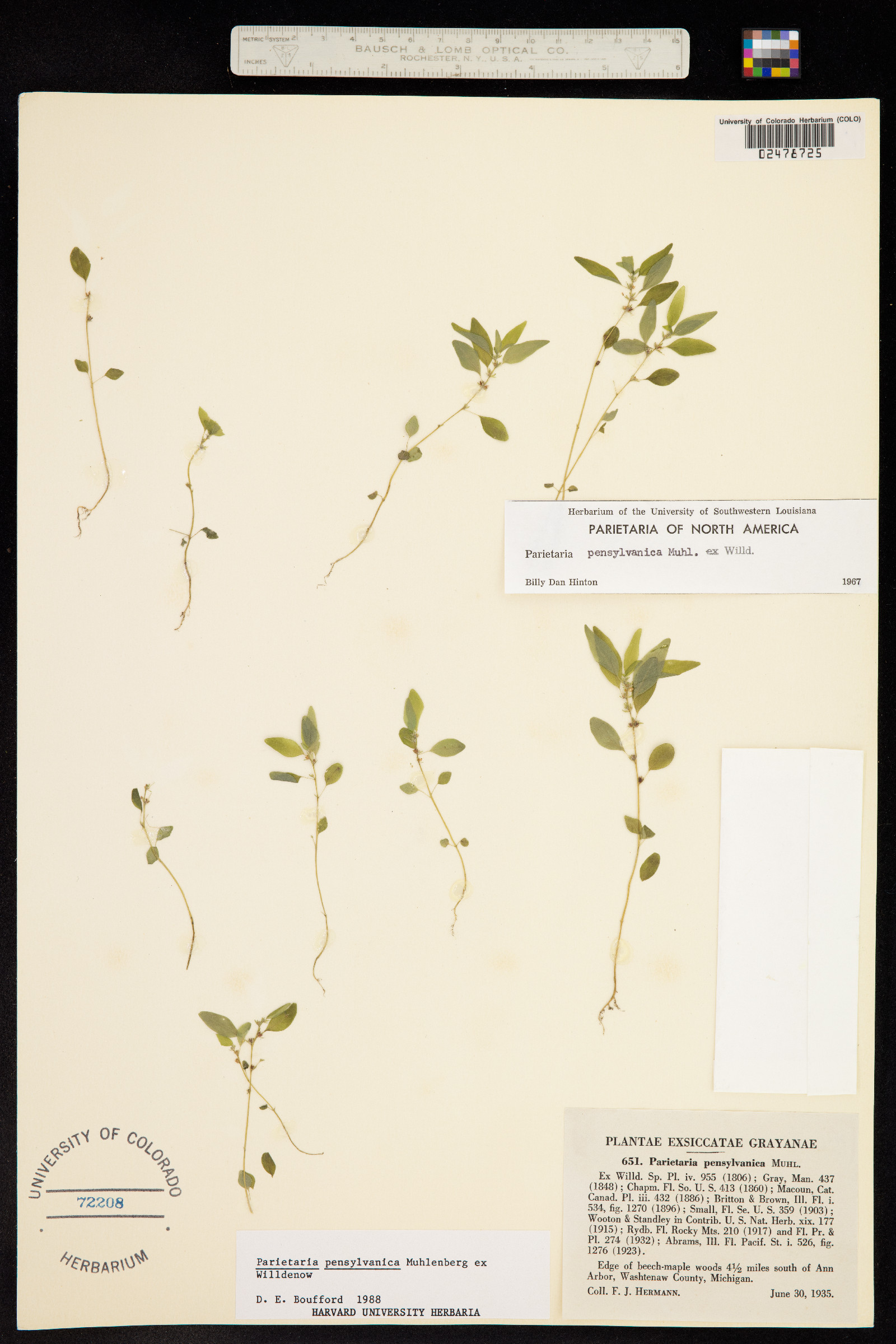 Parietaria pensylvanica image