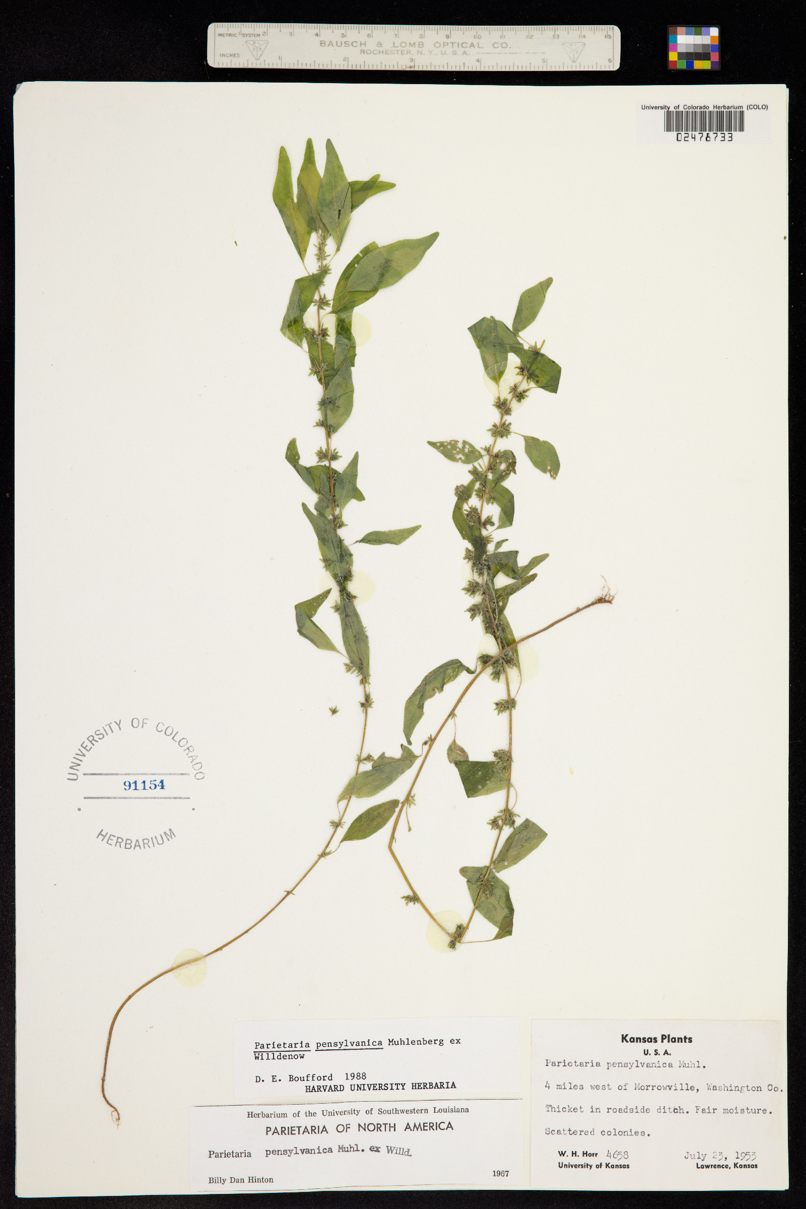 Parietaria pensylvanica image