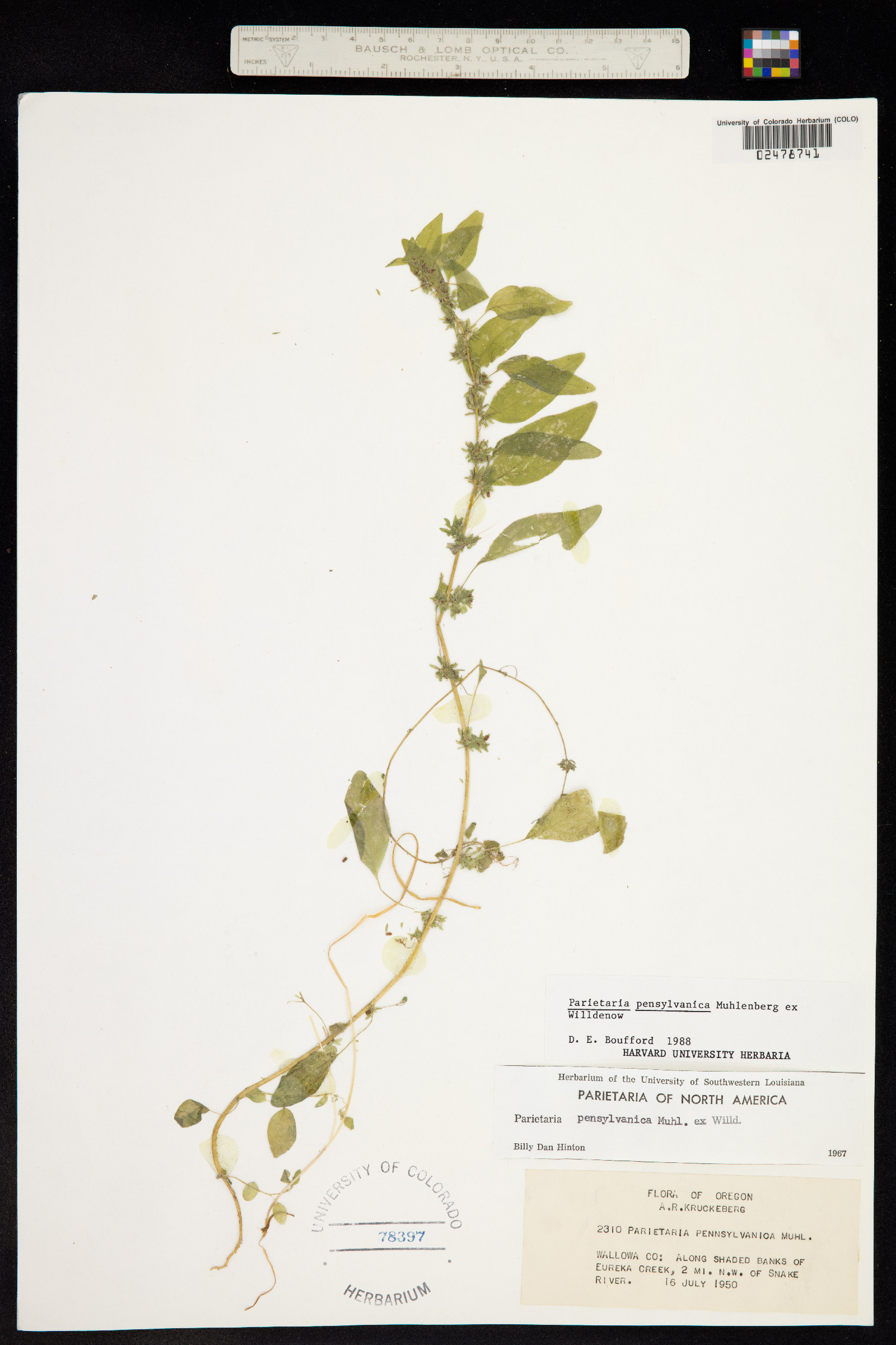 Parietaria pensylvanica image