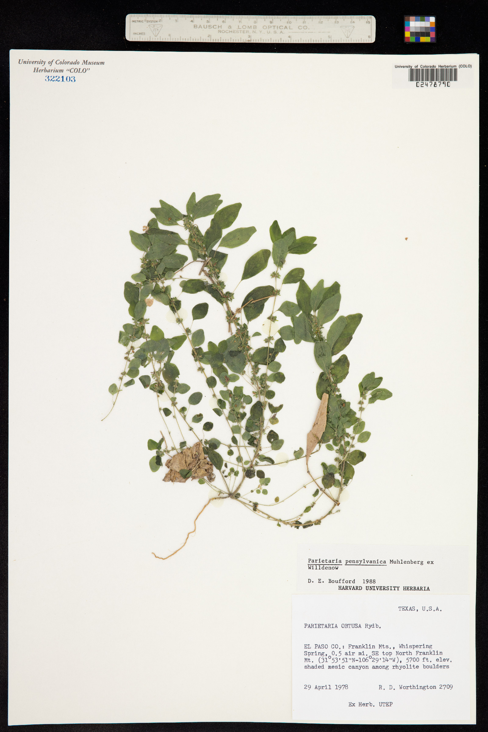 Parietaria pensylvanica image