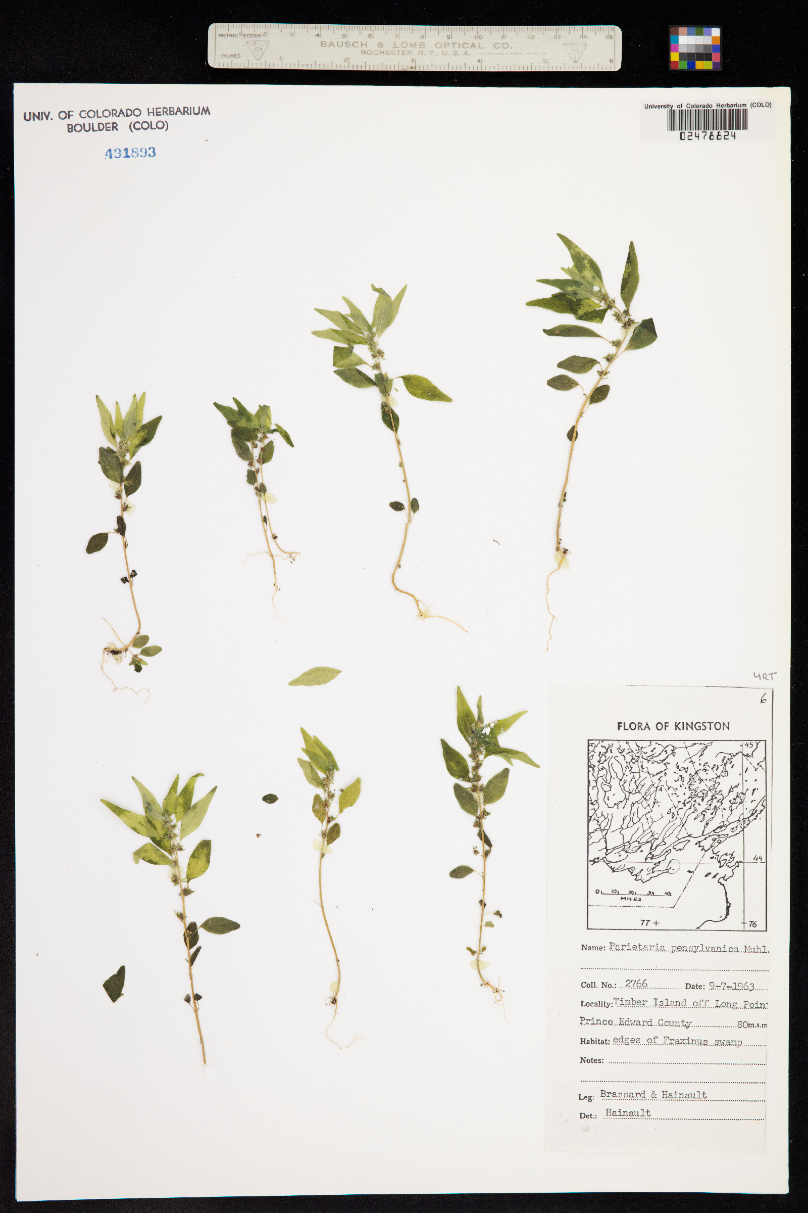 Parietaria pensylvanica image