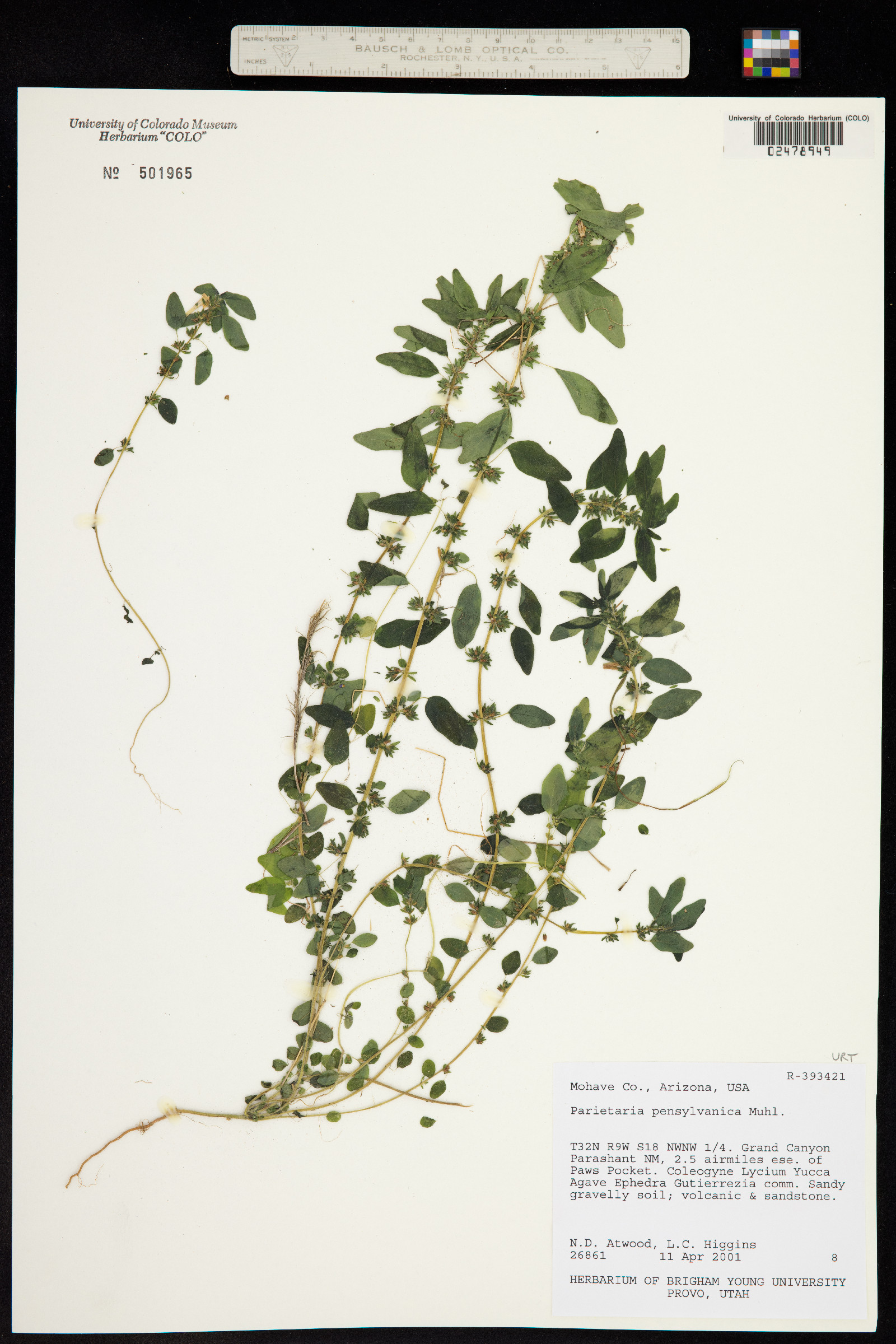 Parietaria pensylvanica image